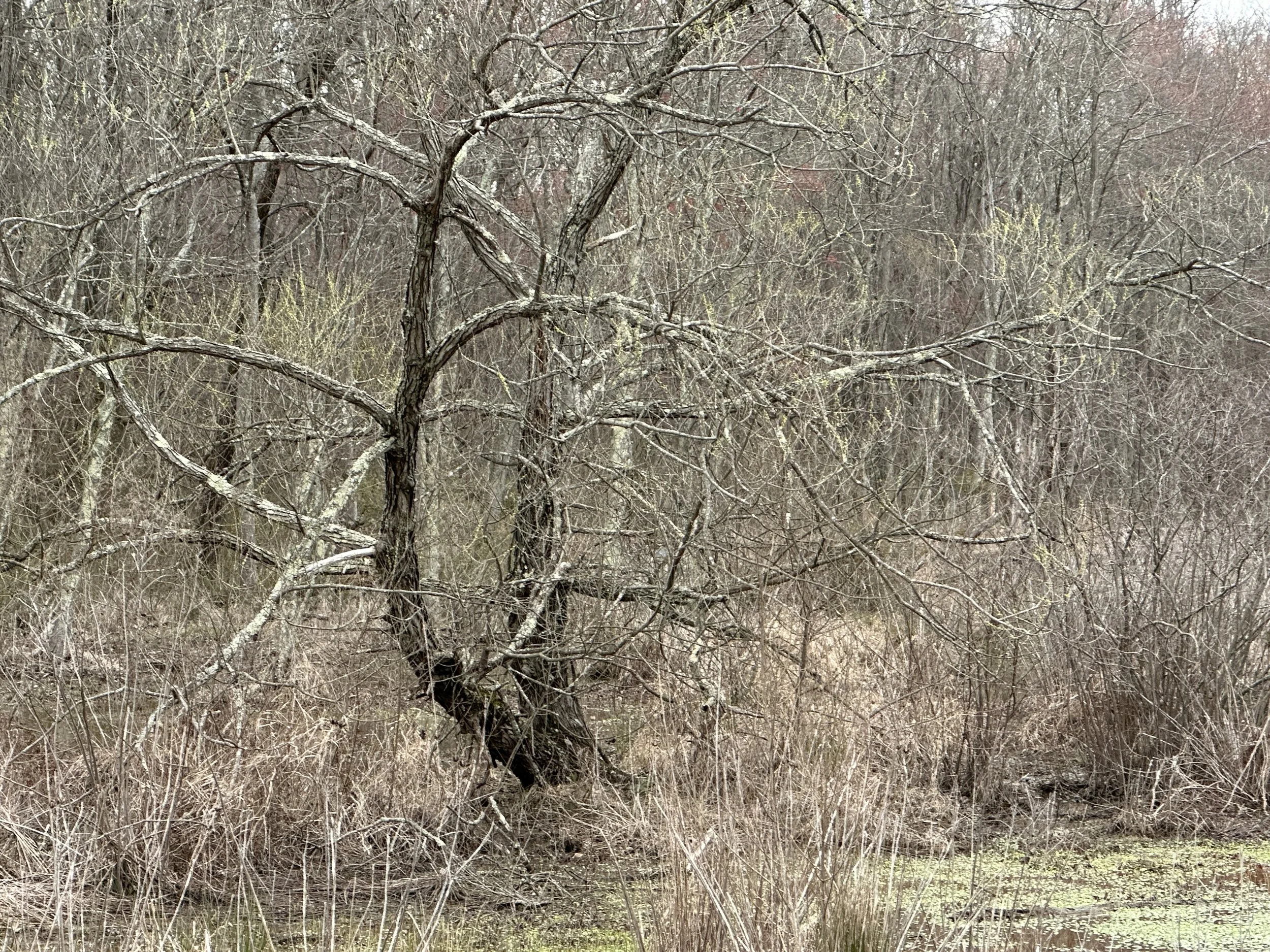 A dense thicket of leafless trees and shrubs in a marshy area with some green moss or algae on the water surface.