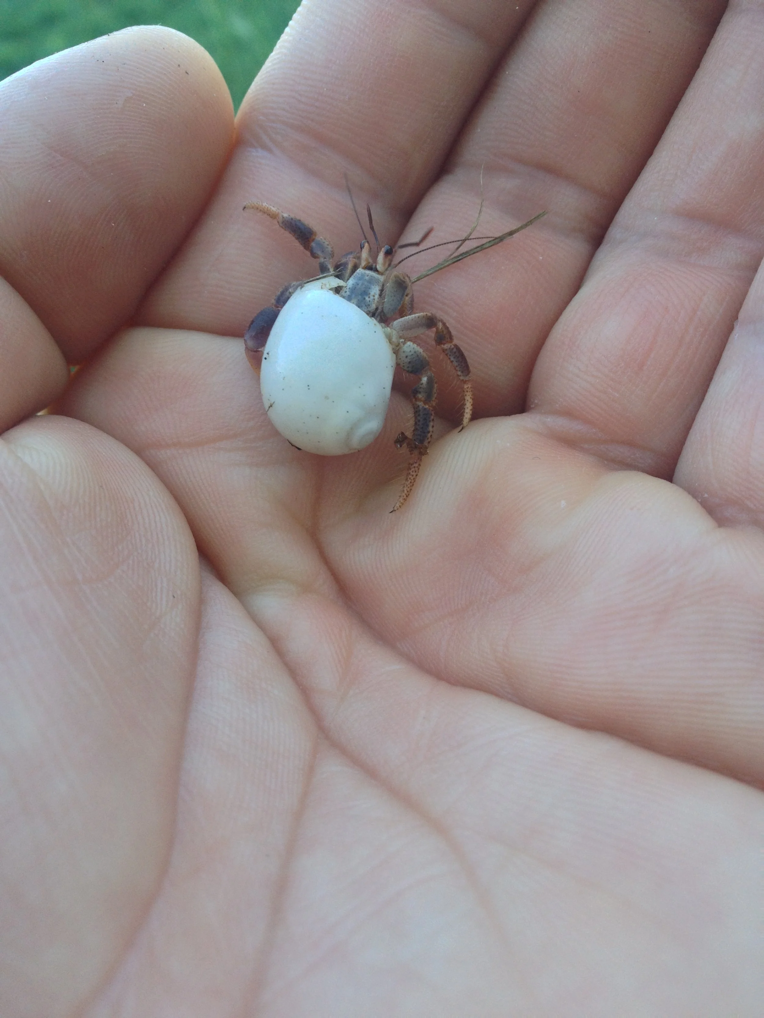 Person holding a small crab with a large white egg or shell on its back.