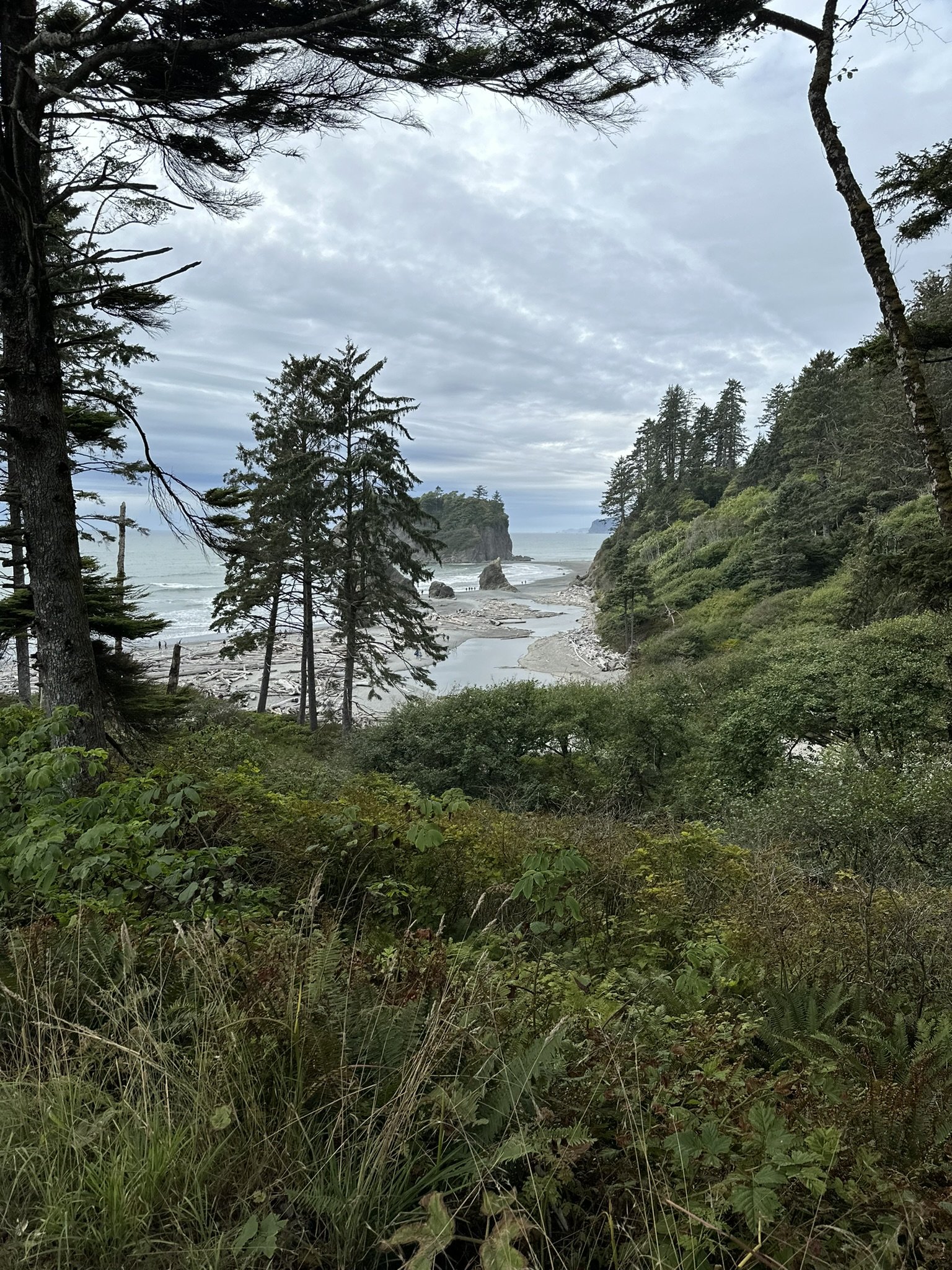 A forested coastal landscape with tall evergreen trees, a sandy beach with driftwood, rocky outcroppings, and a cloudy sky.
