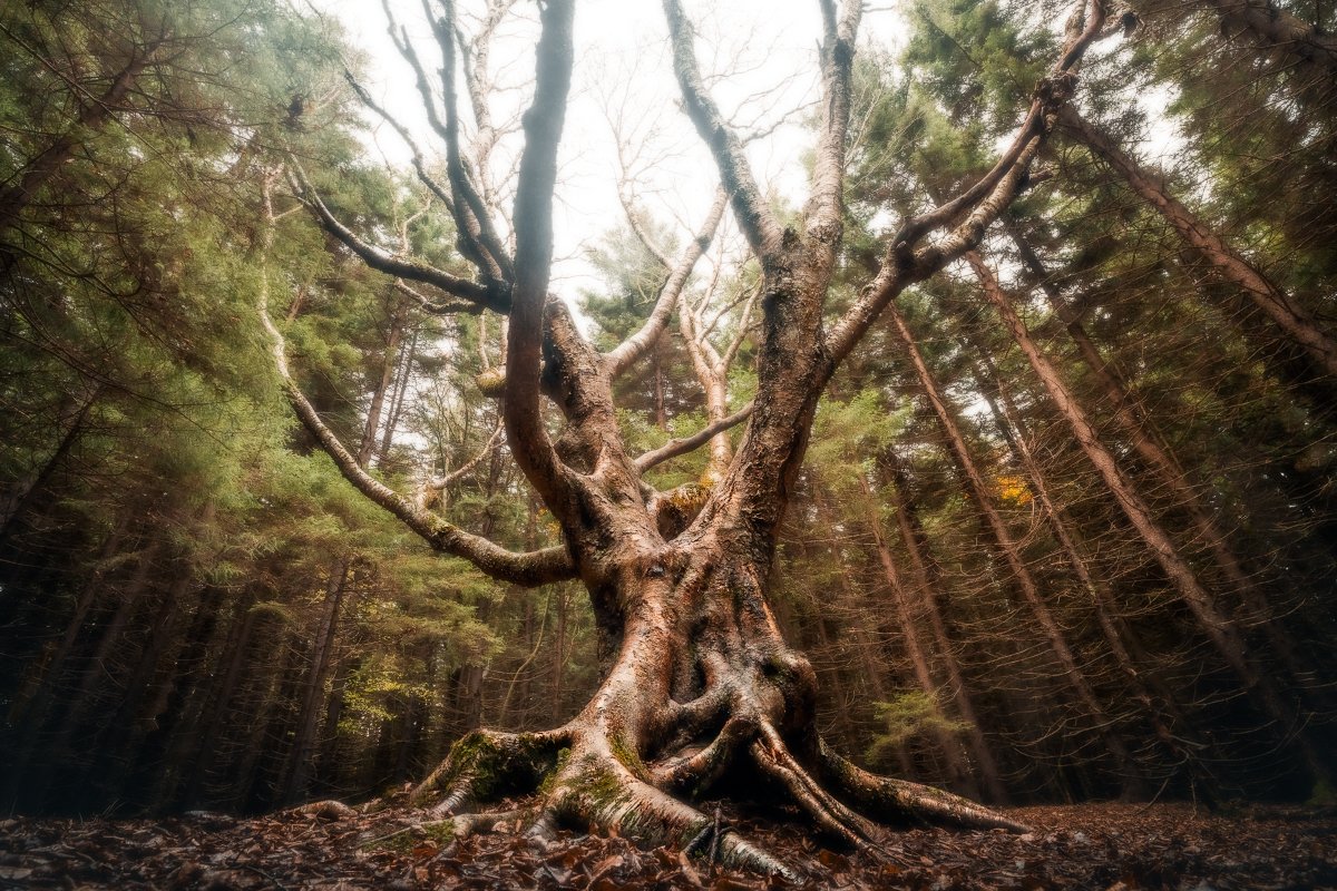 Yellow birch tree, known as the "Magic Tree," in Dolly Sods, West Virginia.
  Tree, Cold, Light, Autumn  