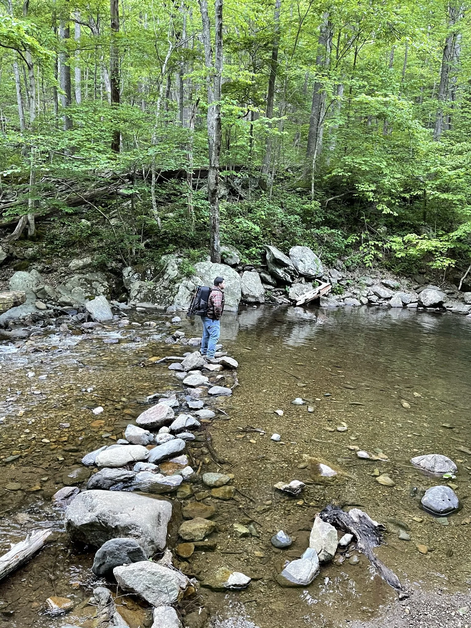 A person standing on rocks in a shallow creek surrounded by dense green forest.