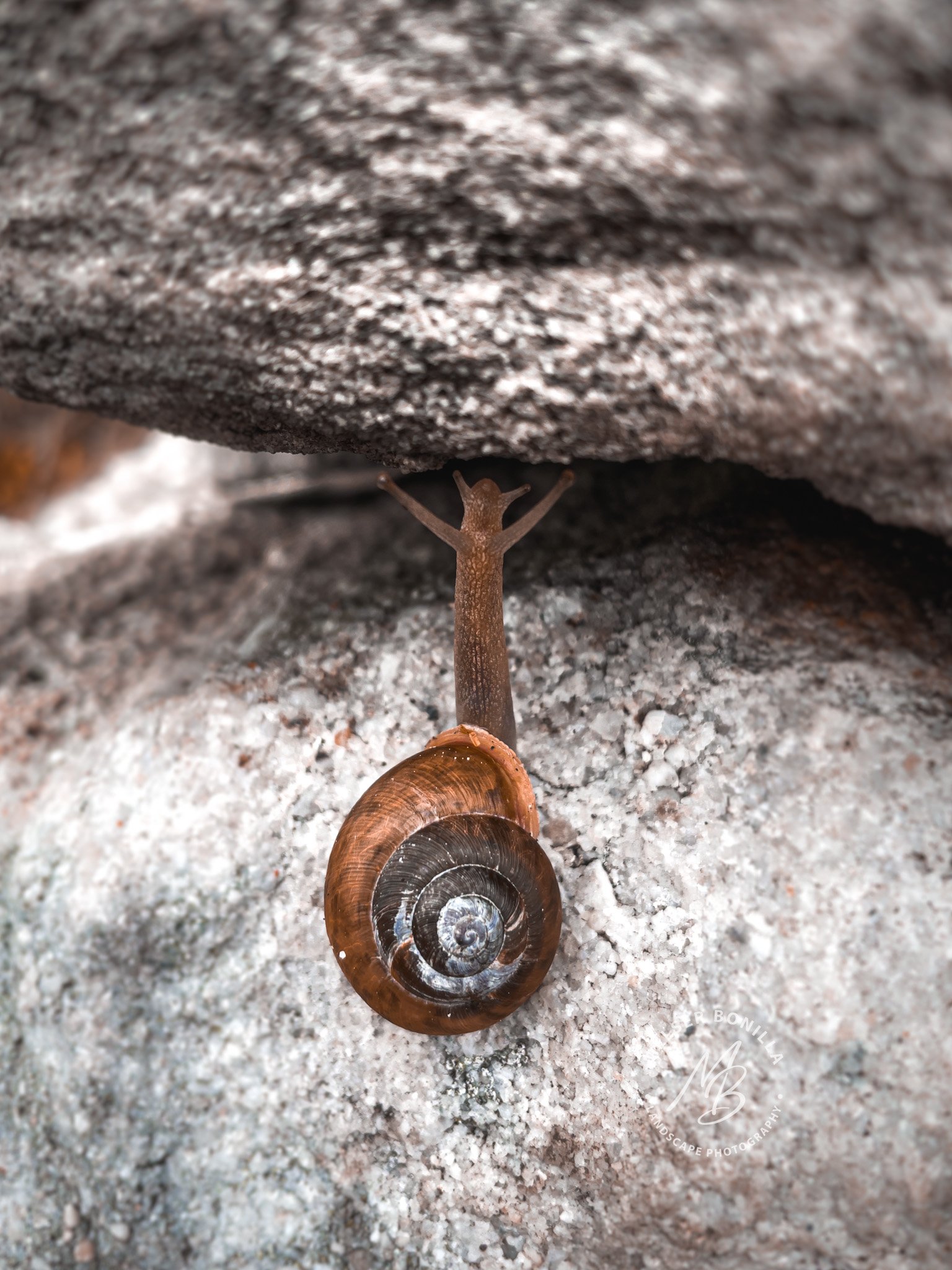 A small snail with a brown shell and a brown body climbing up a gray rocky surface, with a larger rock above it.