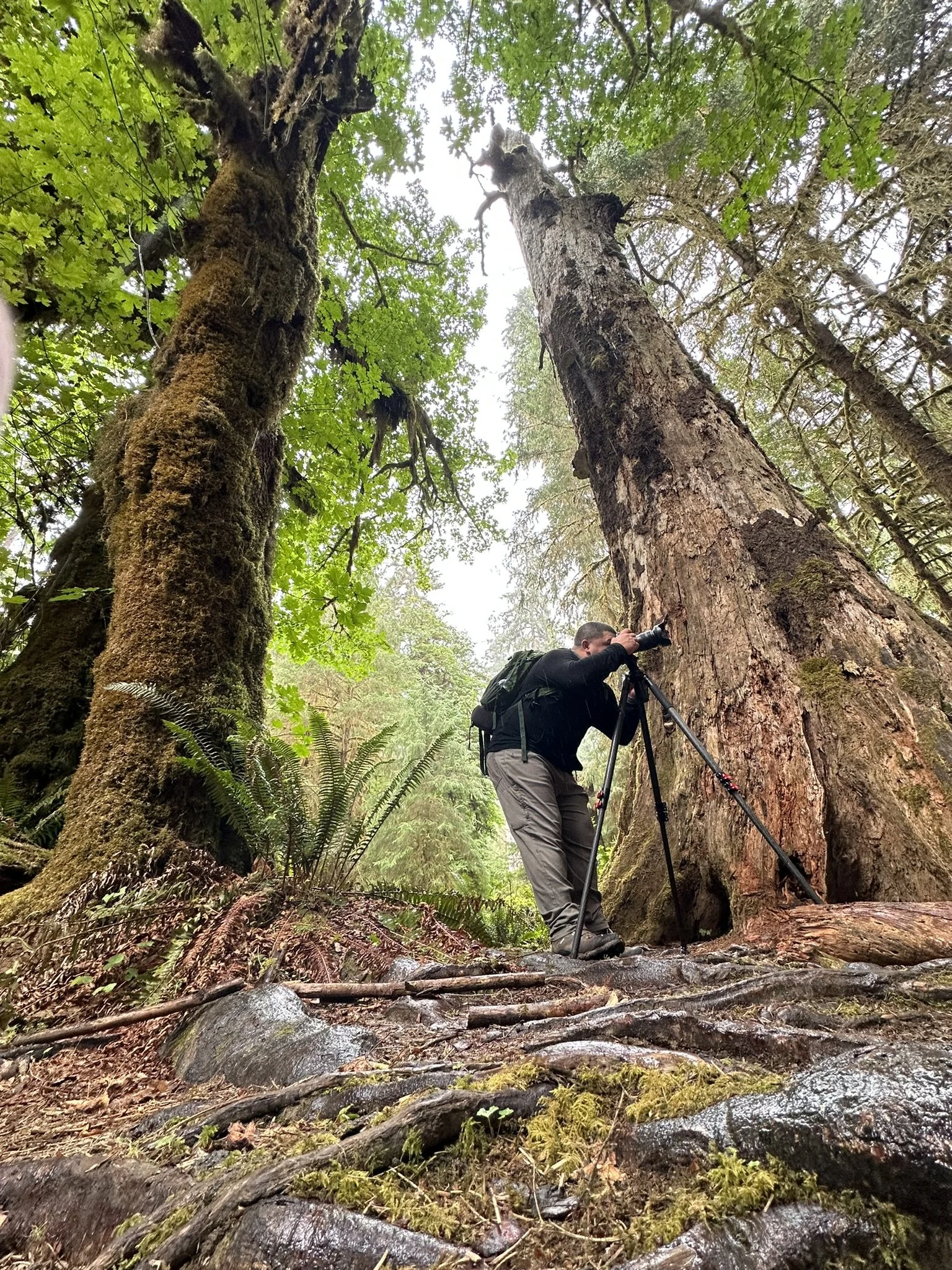 A person with a backpack photographing a large fallen tree in a dense green forest with moss and ferns.