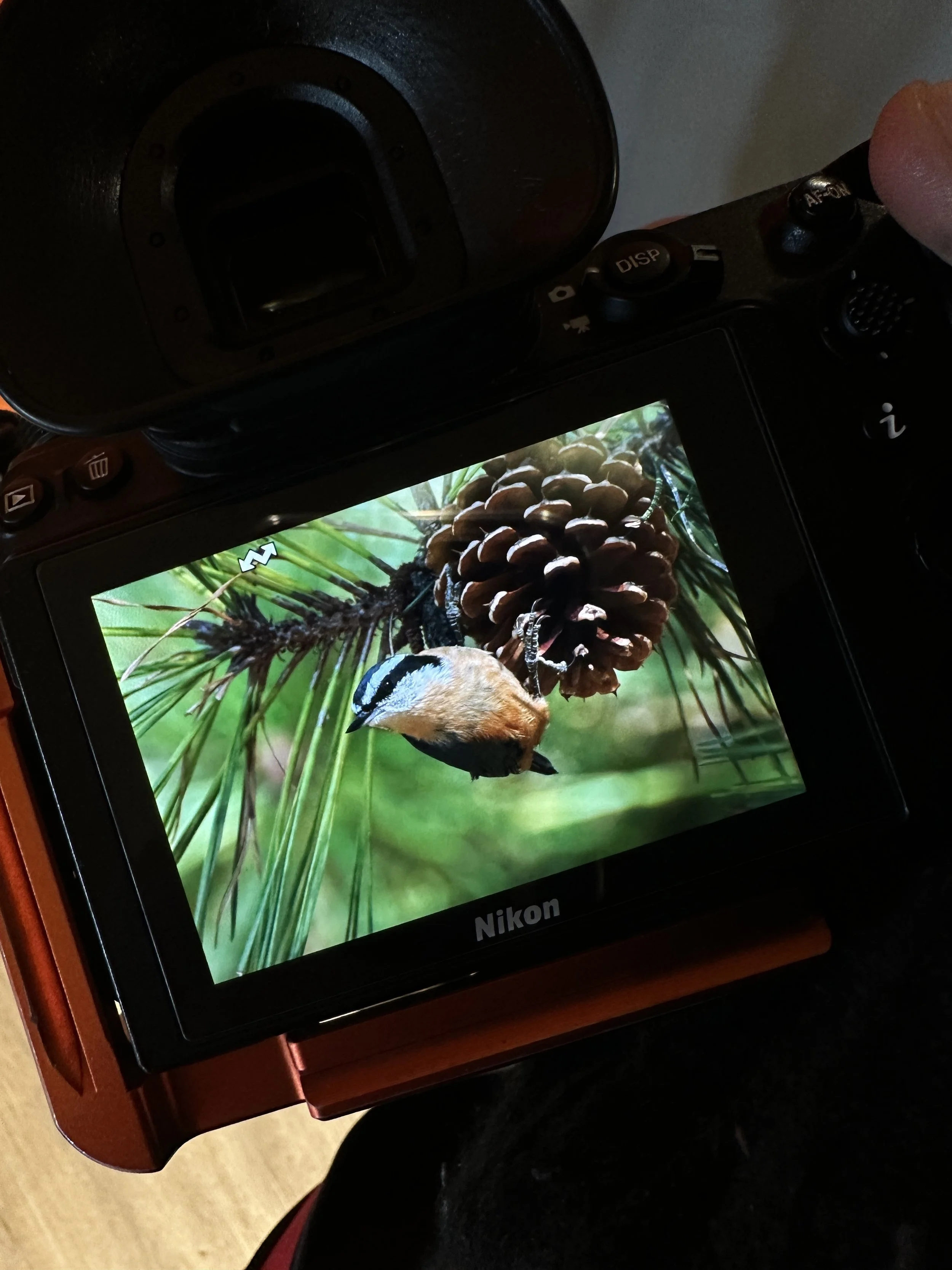 Close-up of a Nikon camera screen displaying a bird perched on a pine cone surrounded by pine needles.