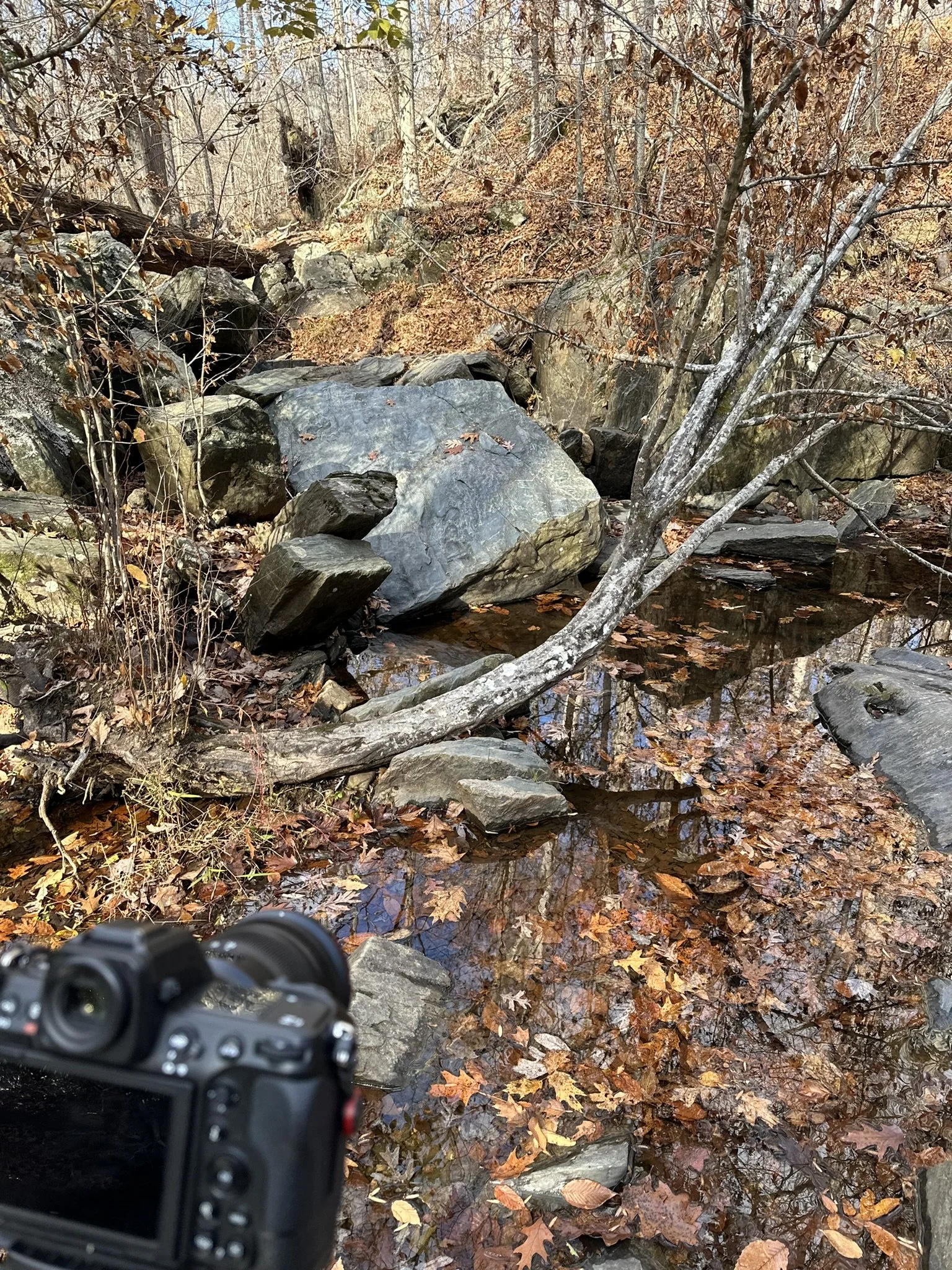 A forest stream with rocks and fallen leaves, with a camera in the foreground.