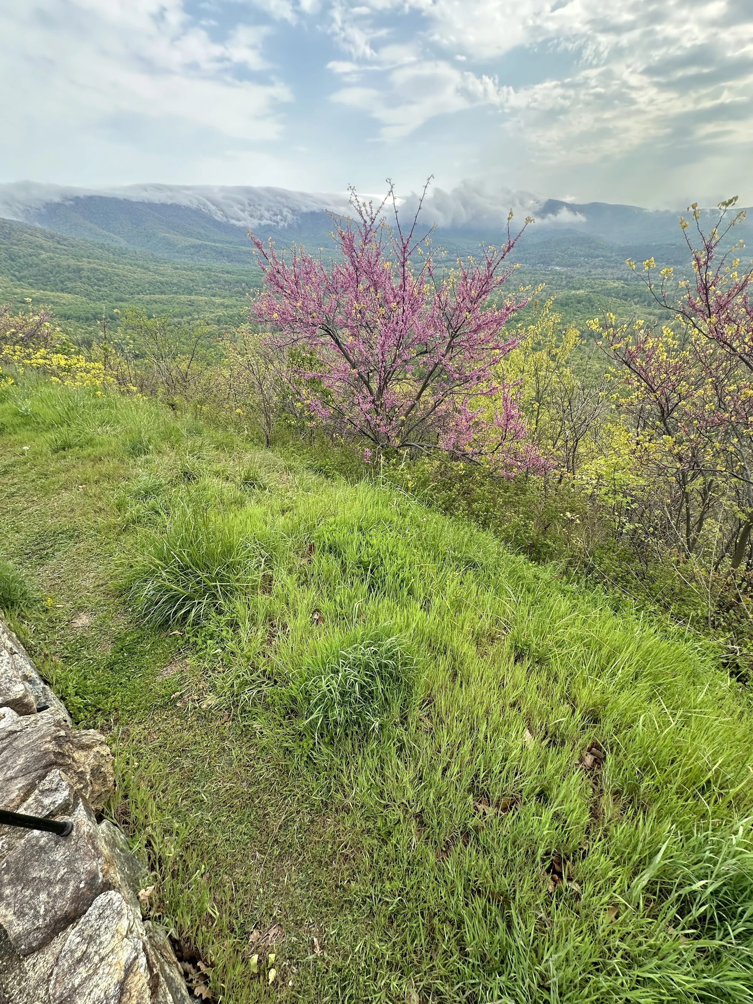 A scenic view of a mountainous landscape with a blooming pink tree in the foreground, green grass, and a cloudy sky in the background.