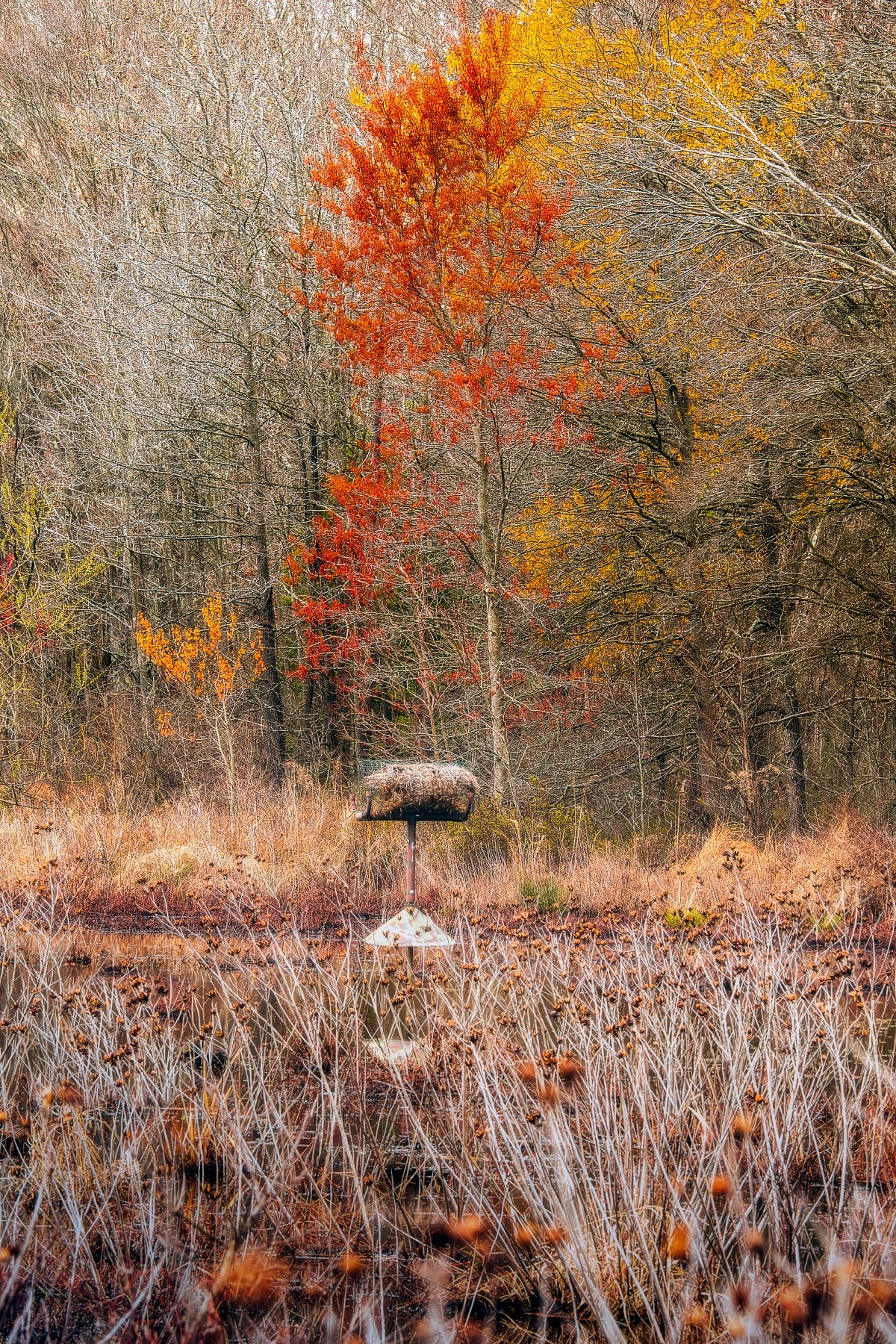 Early Spring Colors in Huntley Meadows Nature Preserve: Vibrant Trees and Serene Landscape in Virginia.
  Spring, Intimate Landscapes,Cold,Tree  