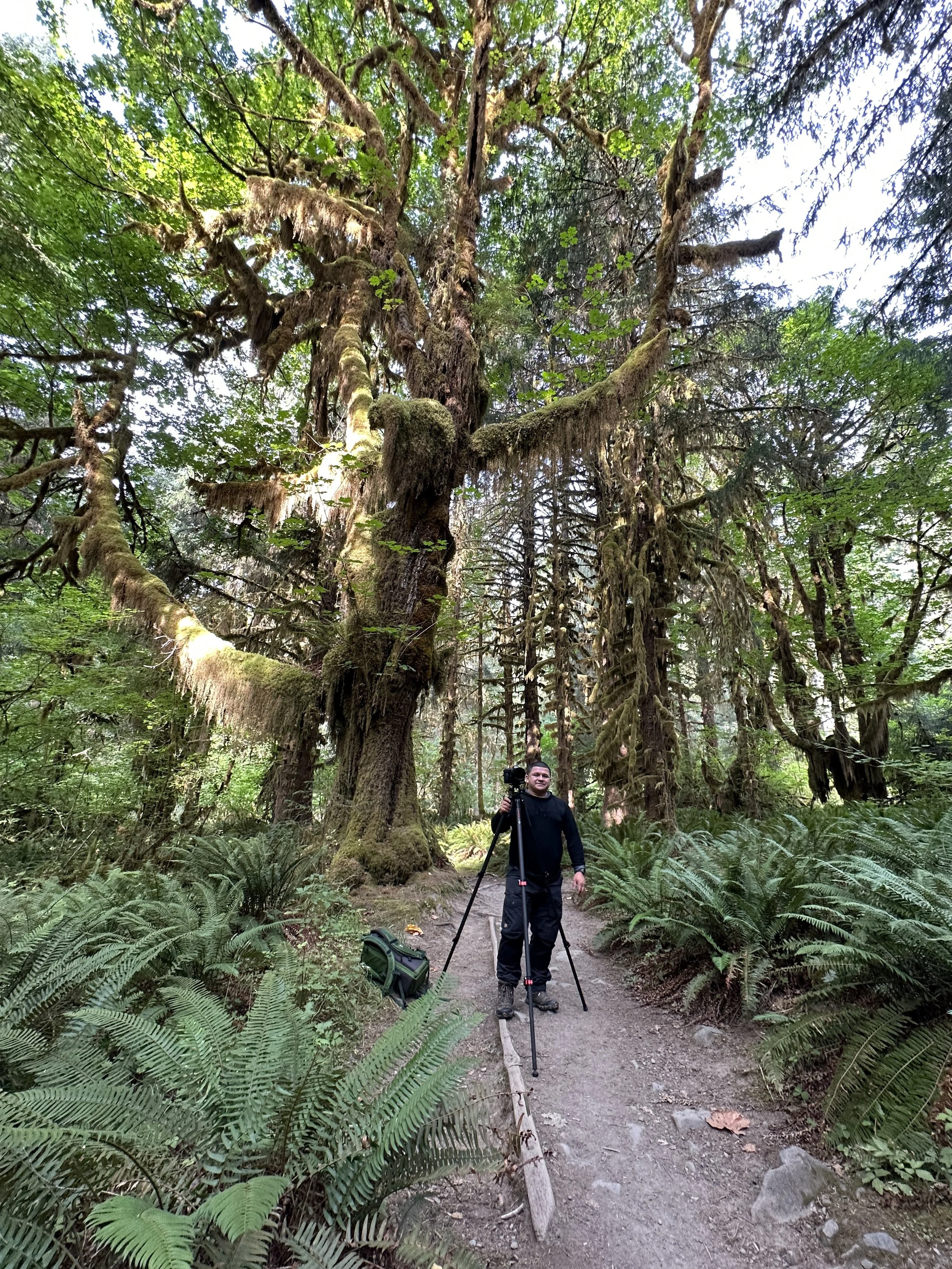 A person standing on a forest trail surrounded by large moss-covered trees and lush green ferns, holding a camera on a tripod.