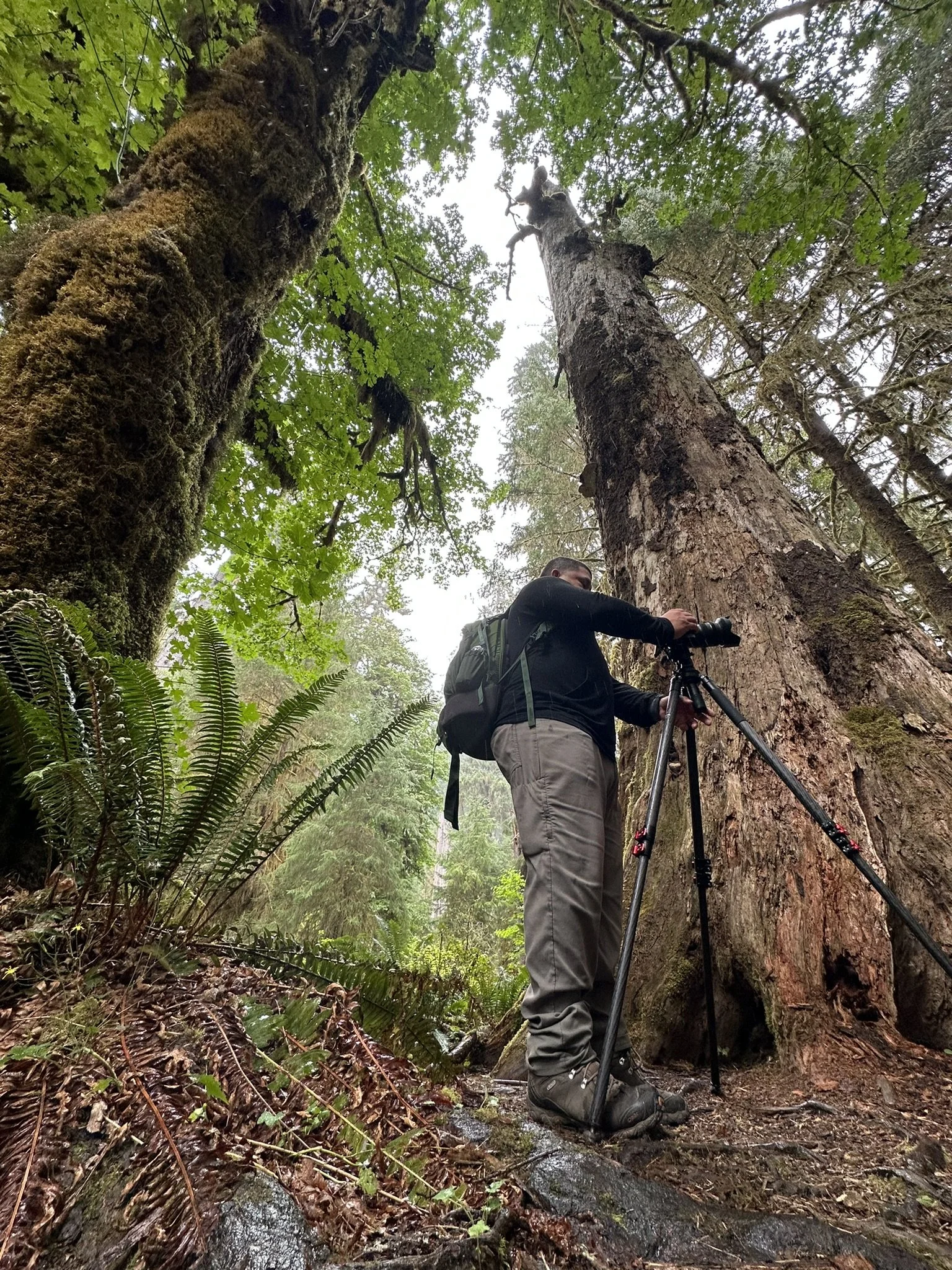 A person with a backpack adjusts a camera on a tripod while photographing a tall tree in a lush, green forest.