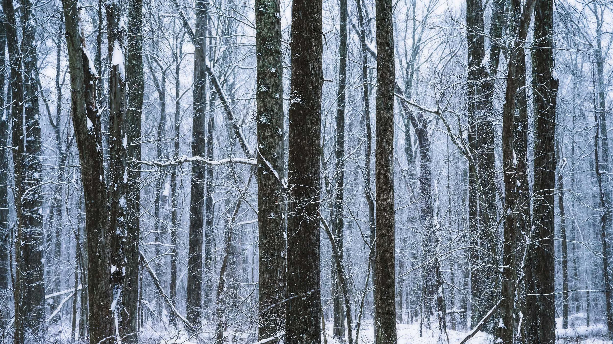 Vertical Elegance: The Serene Winter Beauty of Huntley Meadows
  Atmospheric, Tree, Intimate Landscapes, Cold  