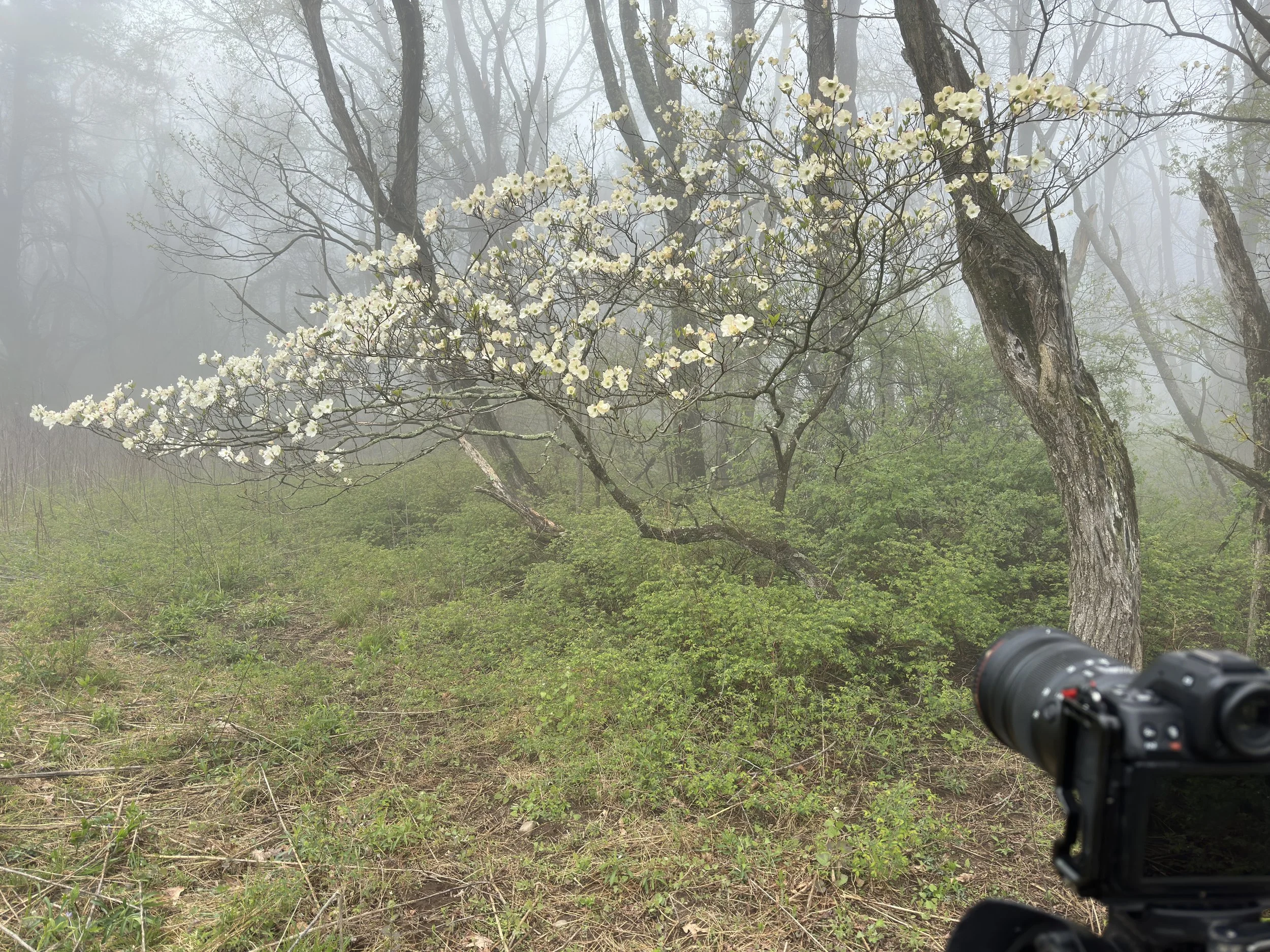 A foggy forest scene with green shrubs and trees, including a tree with white blossoms, and a camera visible in the foreground.