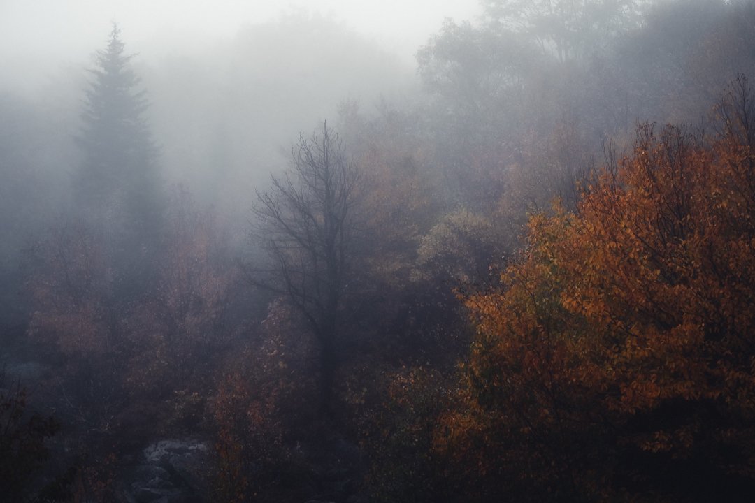 Autumnal Morning in Dolly Sods, West Virginia: Misty Landscape, Fall Colors, Serene Beauty.
  Autumn, Atmospheric  