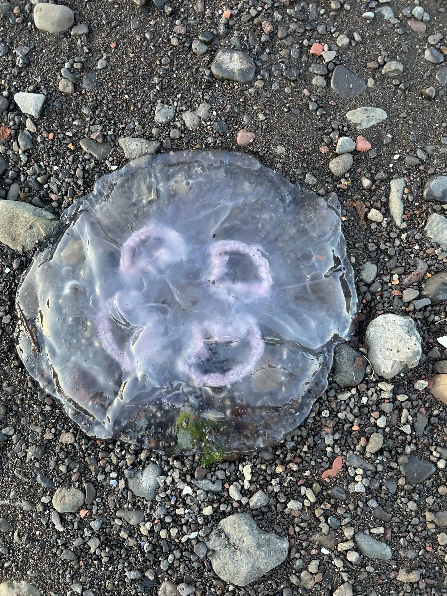 A jellyfish washed up on a rocky beach.
