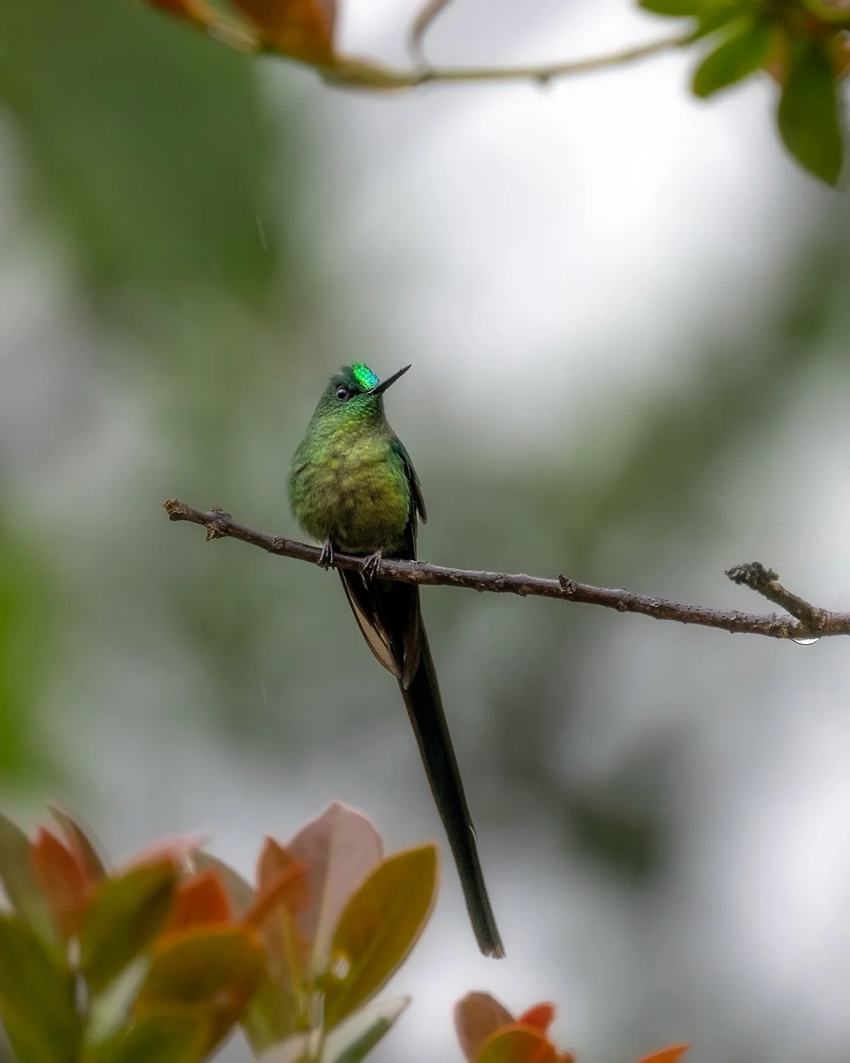 Long-tailed sylph in Manizales, Colombia, showcasing its vibrant colors and long tail feathers.
  Wildlife  