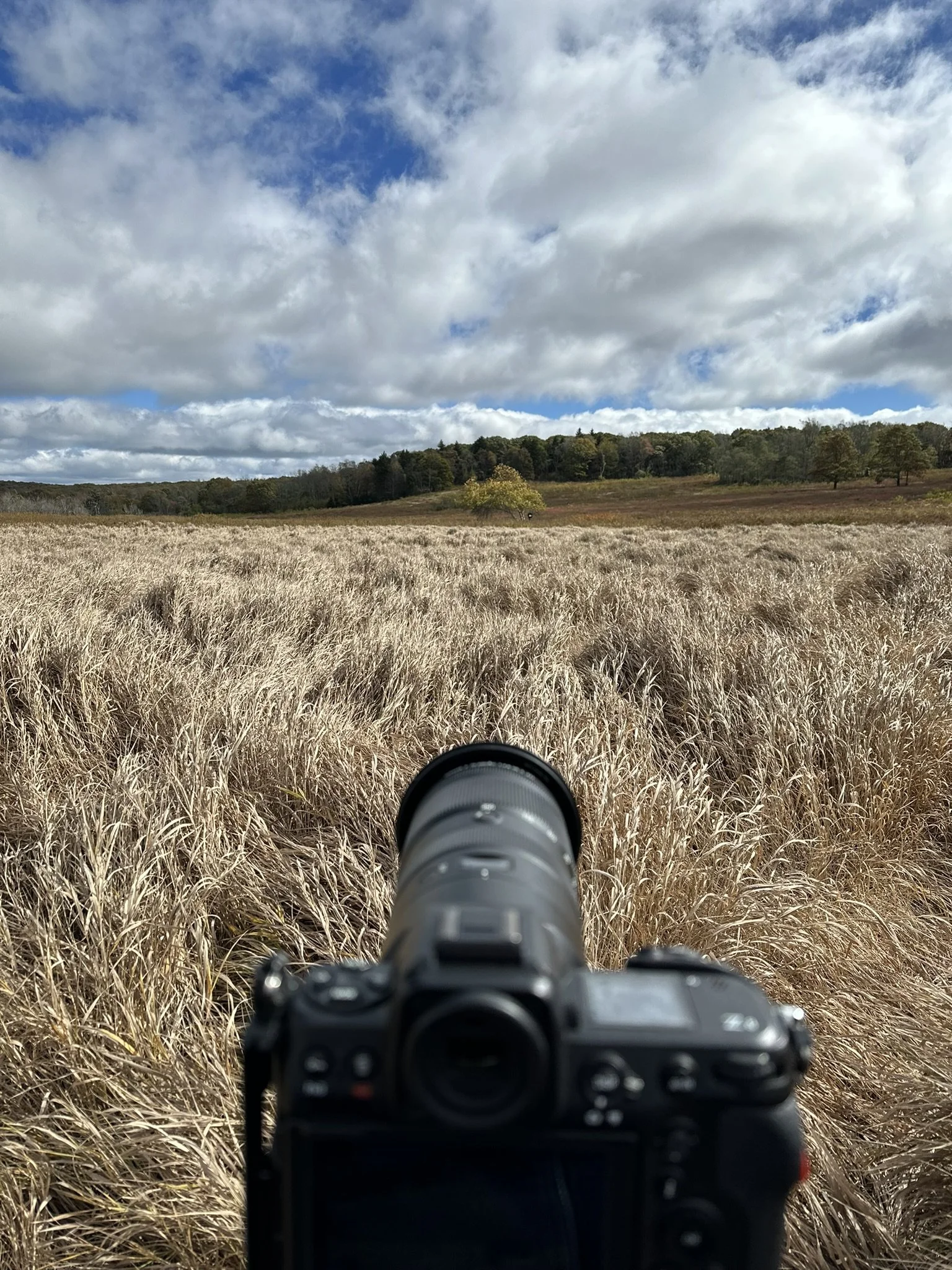 A camera pointed at a field of tall, golden grass with a distant tree line and a blue sky with scattered clouds.
