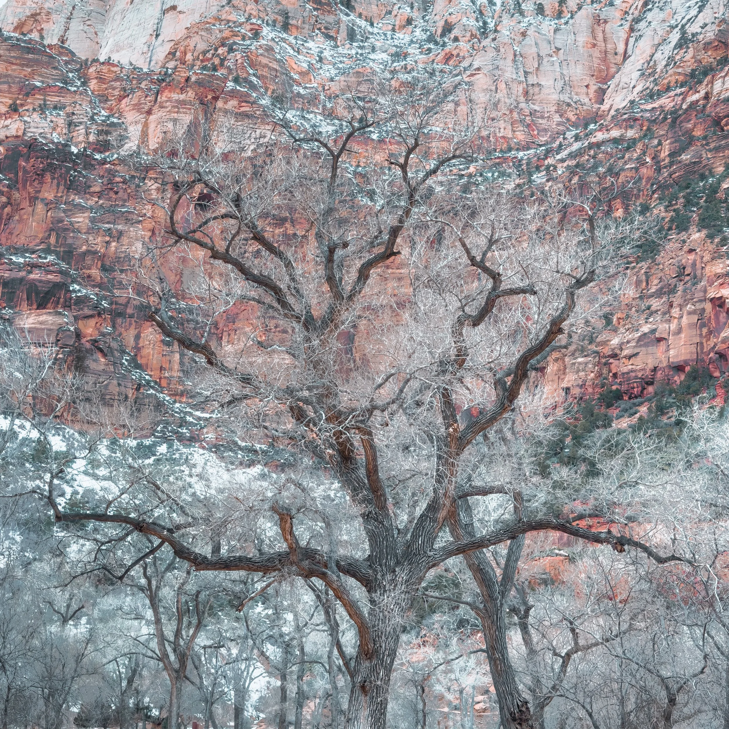 A large leafless tree with twisted branches covered in snow, with red rock cliffs in the background.