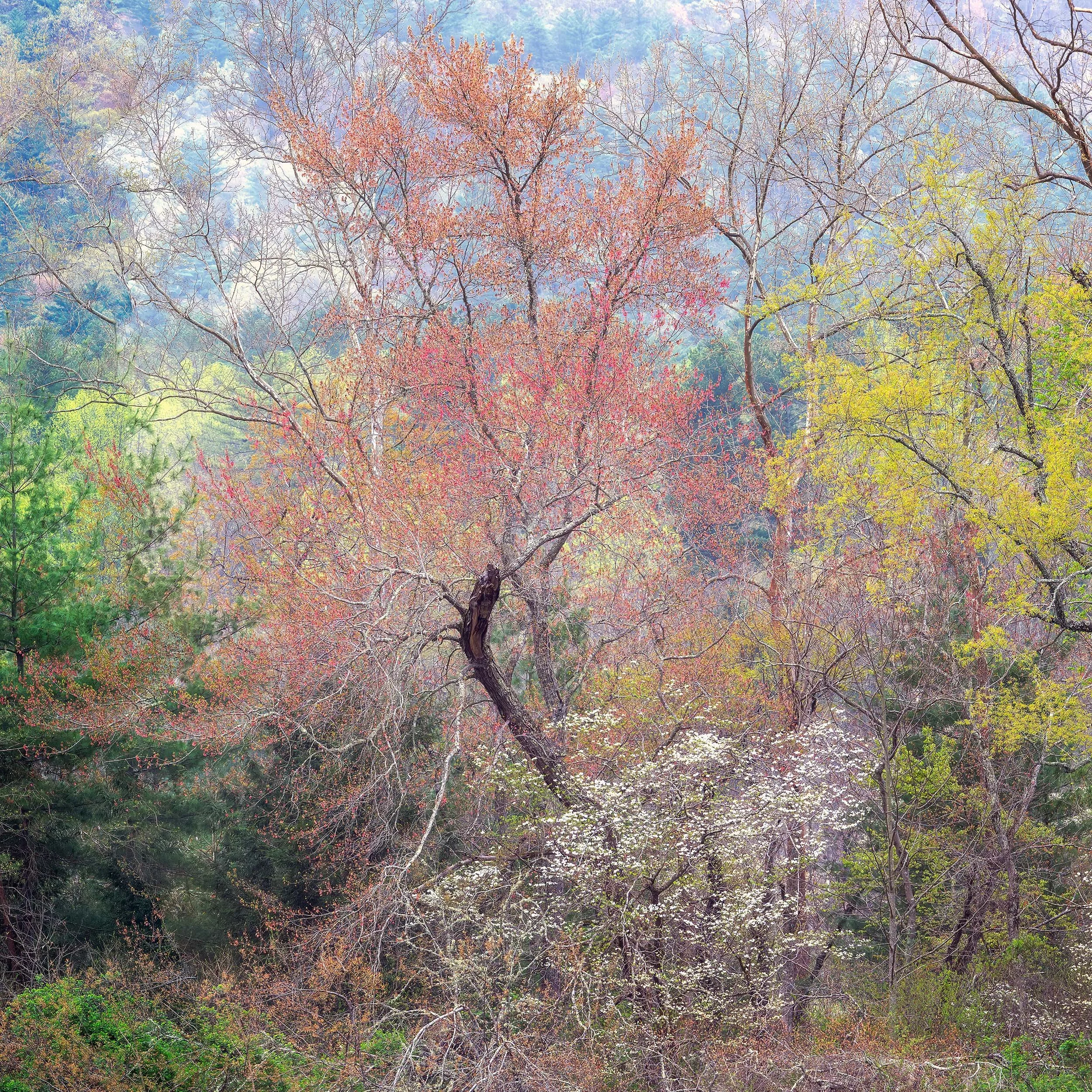 Redbud Tree and Dogwood in Cades Cove, Great Smoky Mountains: Vibrant Spring Colors, Scenic Landscape, Natural Beauty.
  Spring, Intimate Landscapes, Tree  