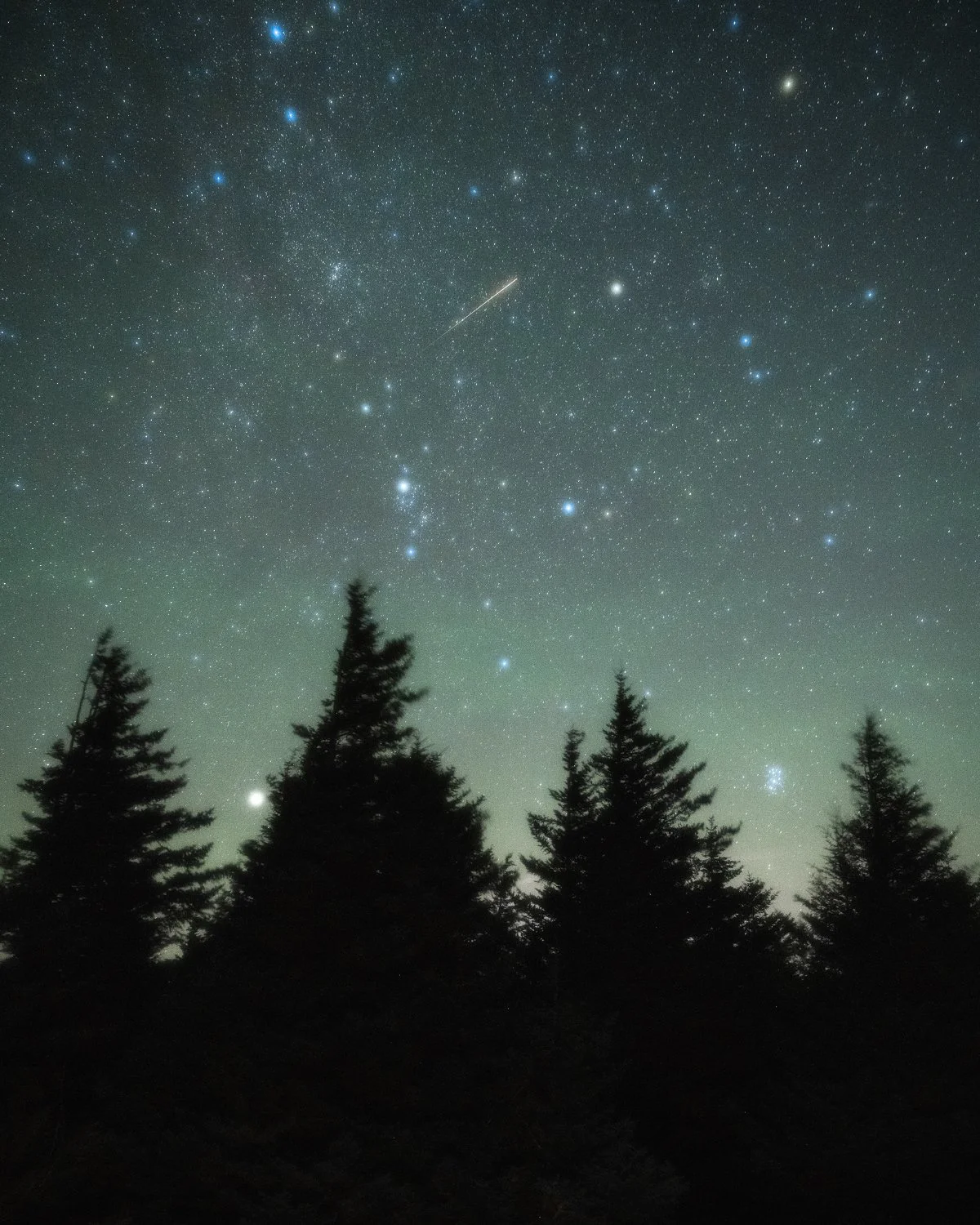 Silhouetted pine trees under a starry night sky with various stars, planets, and a visible shooting star.