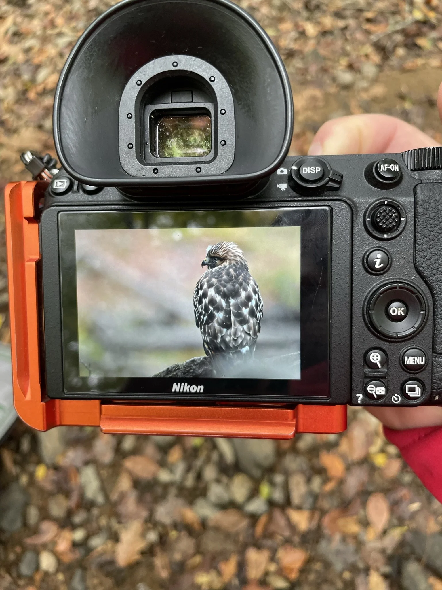 A camera's screen showing a photograph of a hawk perched on a branch, with a blurred natural background.