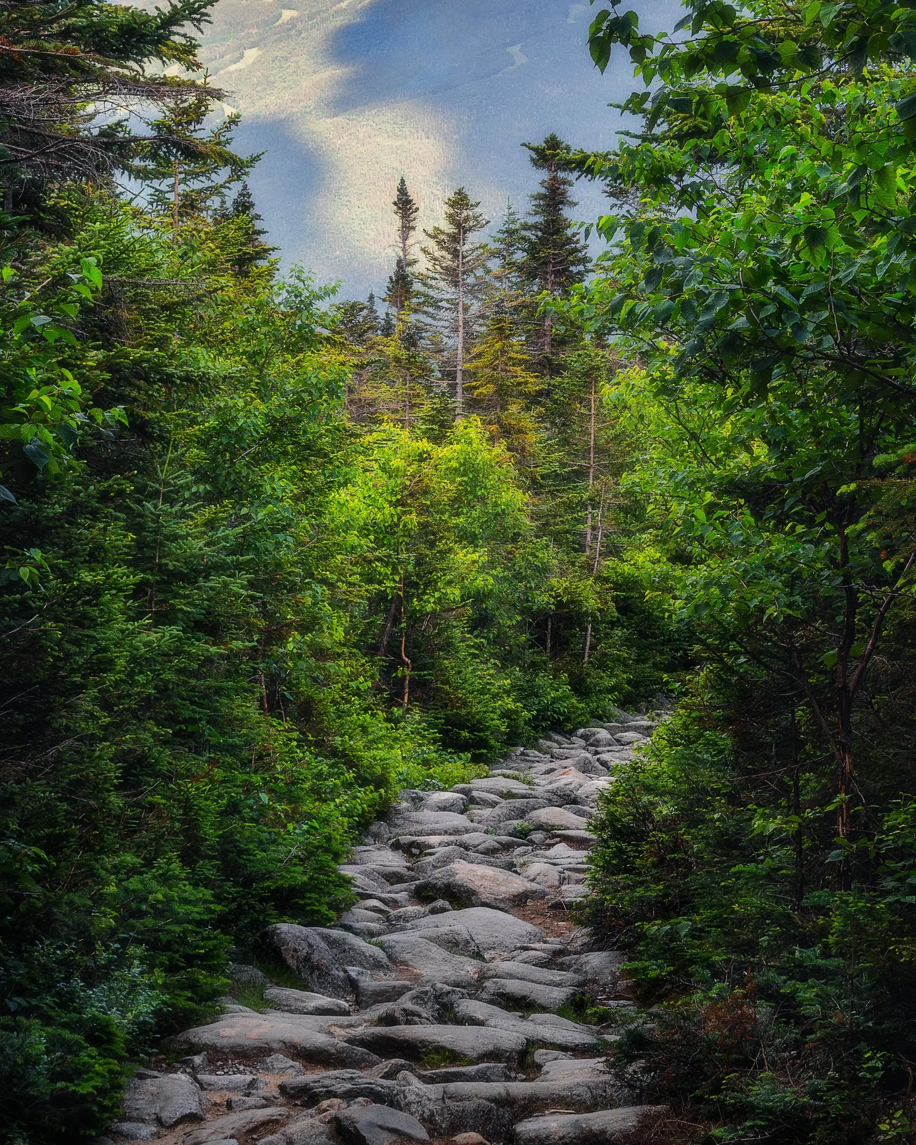 Huntington Ravine Trail, New Hampshire: Scenic Hiking Path, Lush Greenery, Mountain Views
  Tree, Light, Intimate Landscapes  