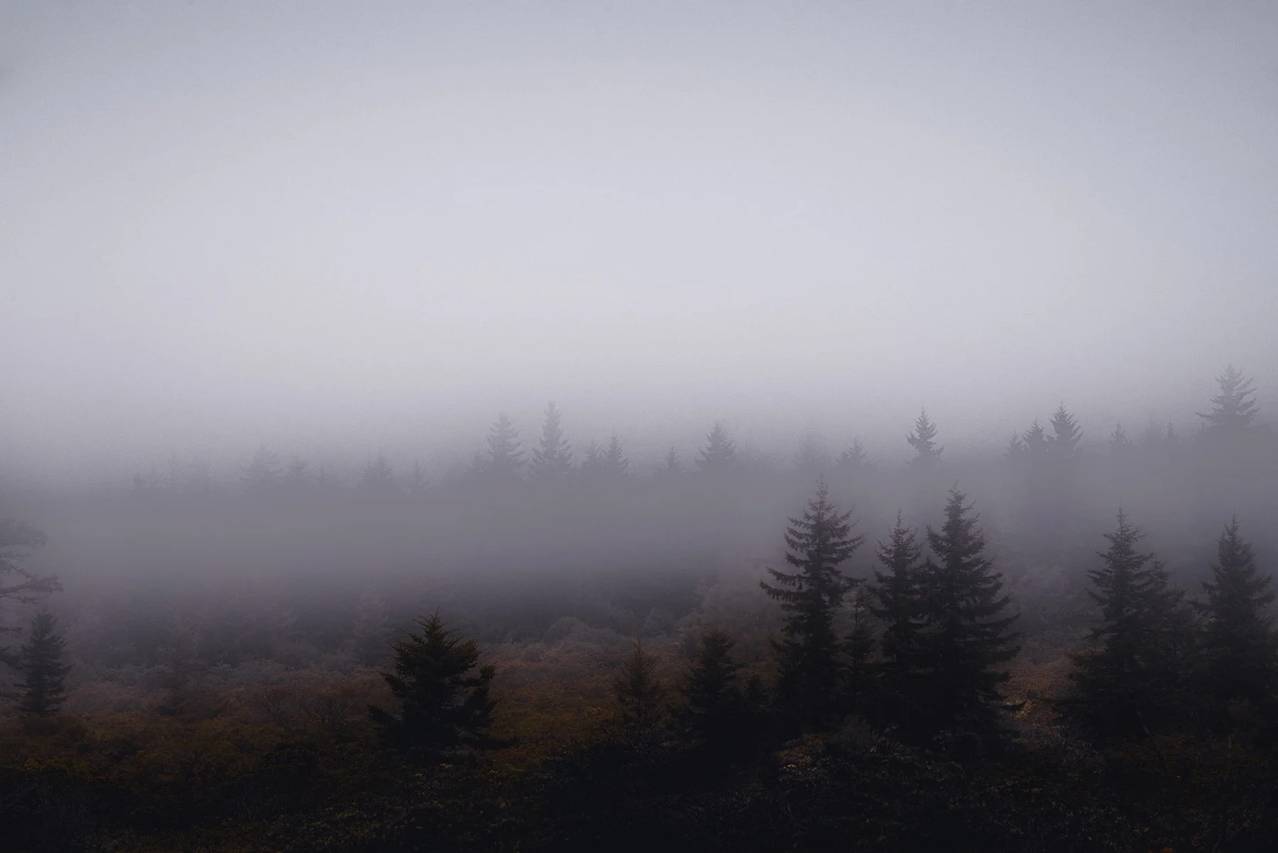 Misty morning in Dolly Sods, West Virginia, enveloping the landscape in ethereal fog.
  Tree, Atmospheric, Cold  