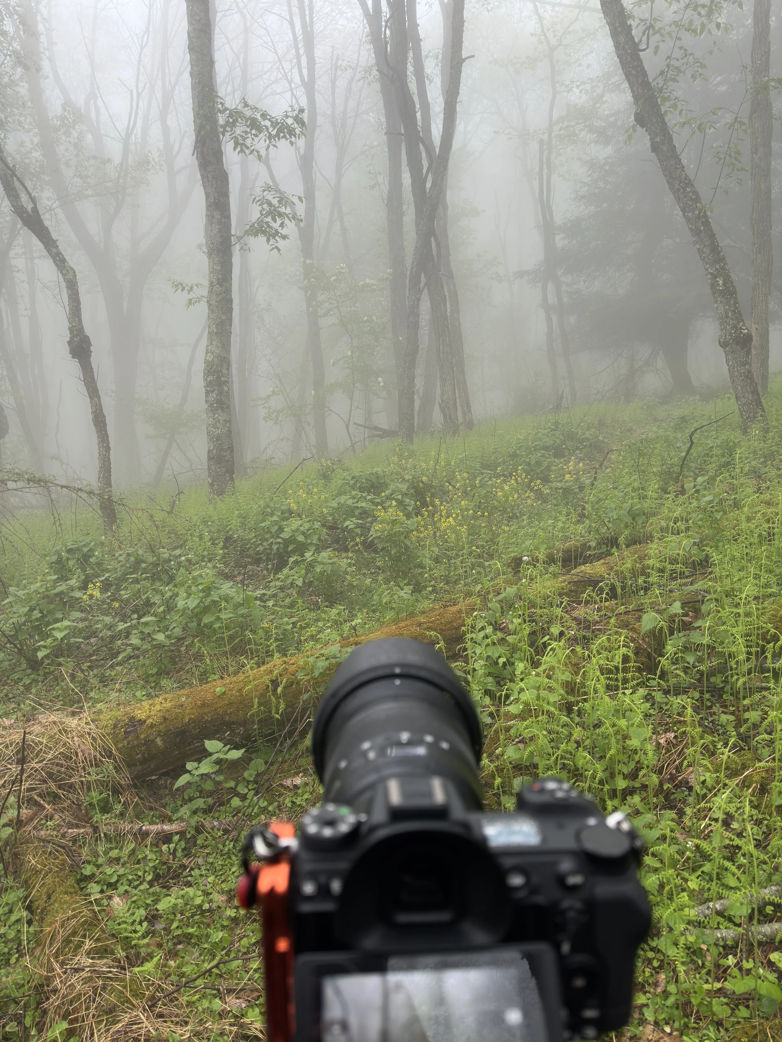 A camera takes a photo of a foggy forest scene with trees, greenery, and a fallen mossy log.