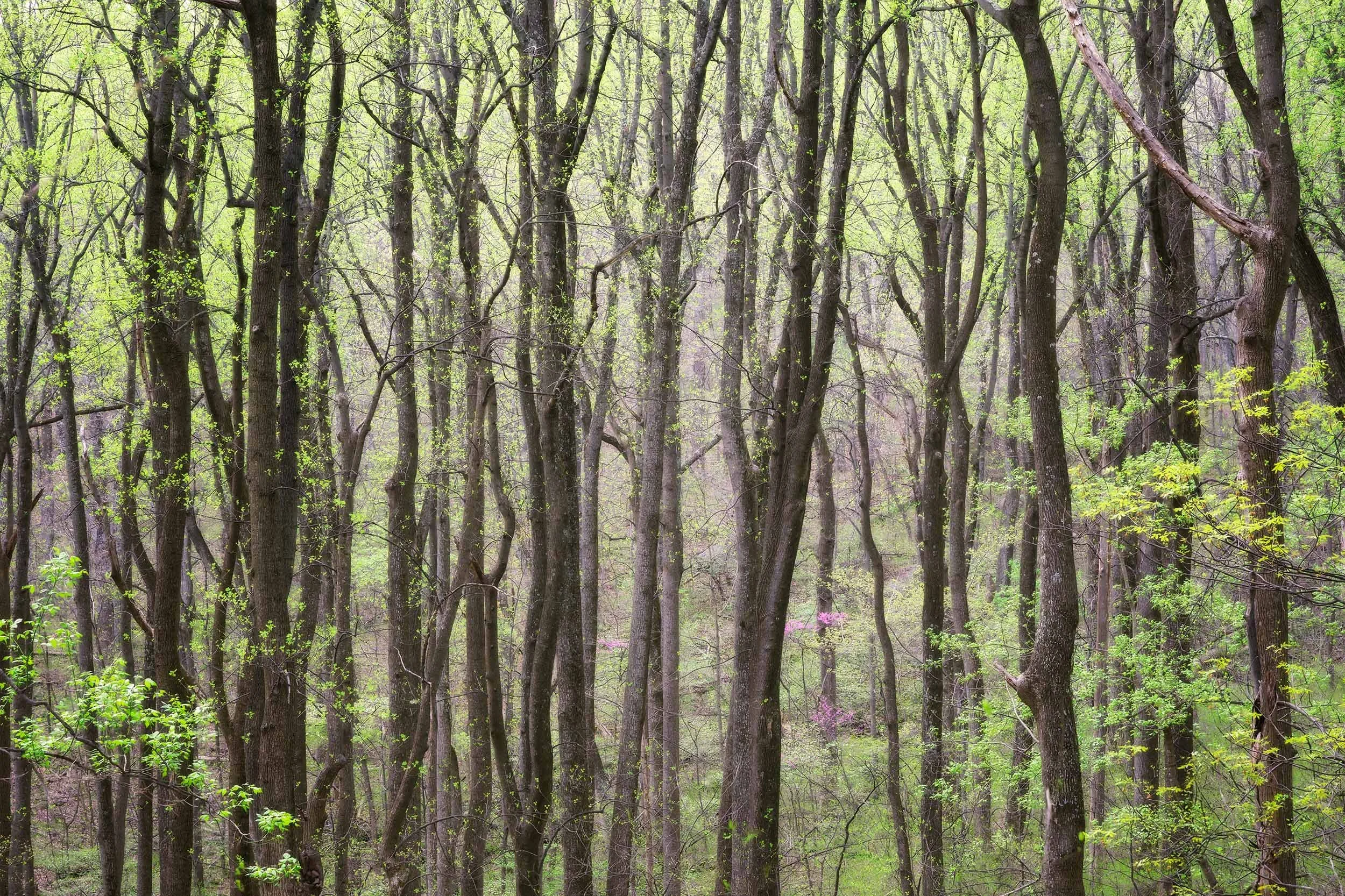 The harsh noon lights up the spring translucent canopy of fresh green leaves.
 Tree,Atmospheric, Light, Intimate Landscapes  
