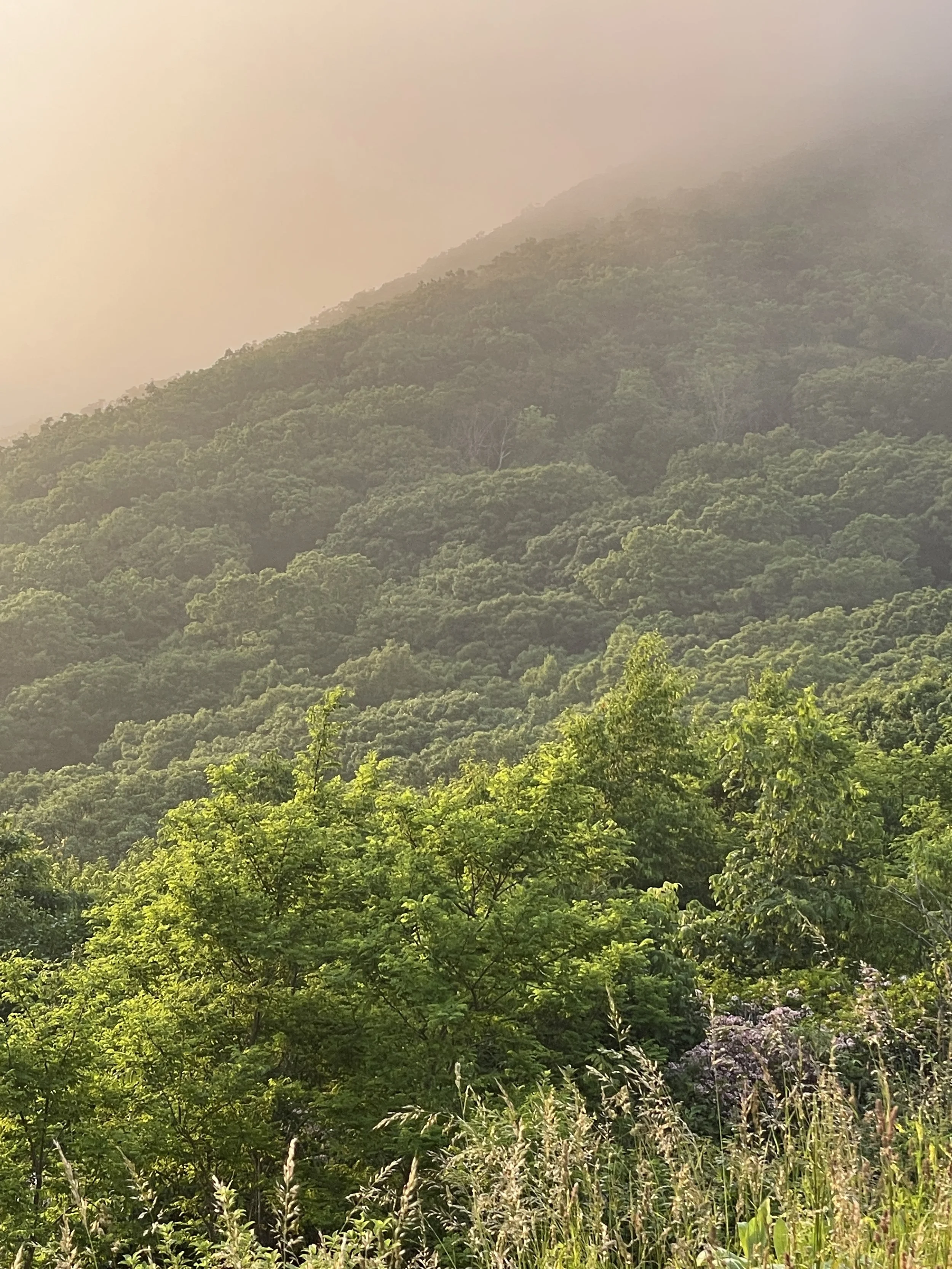 A lush green mountain covered with dense forest, with a misty or foggy sky overhead.