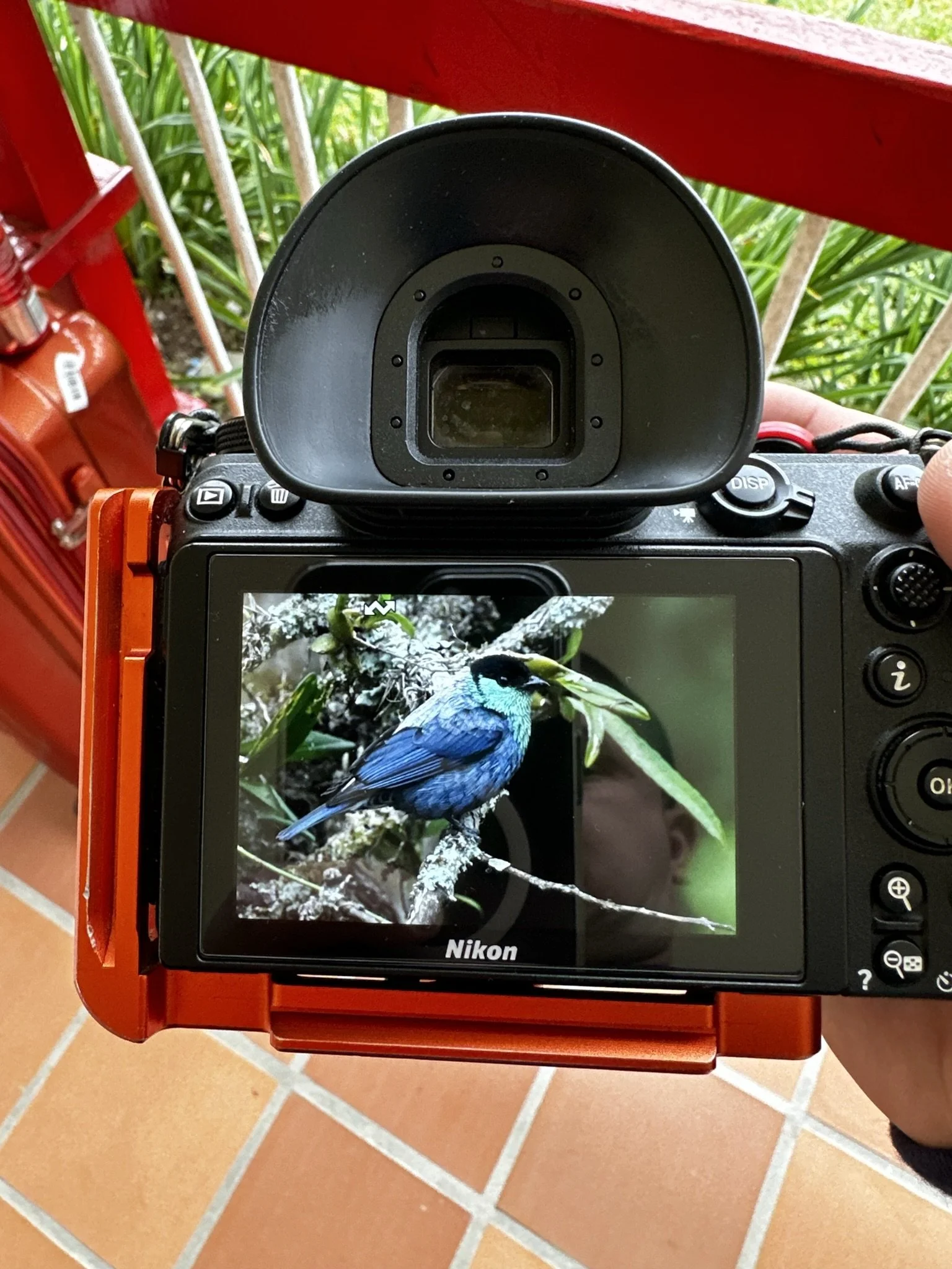 Camera displays an image of a blue bird perched on a branch with green leaves.