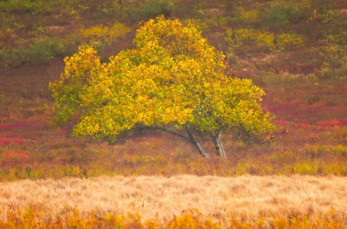 Golden tree in Big Meadows, Shenandoah with vibrant autumn colors and scenic natural beauty.
  Autumn, Tree  