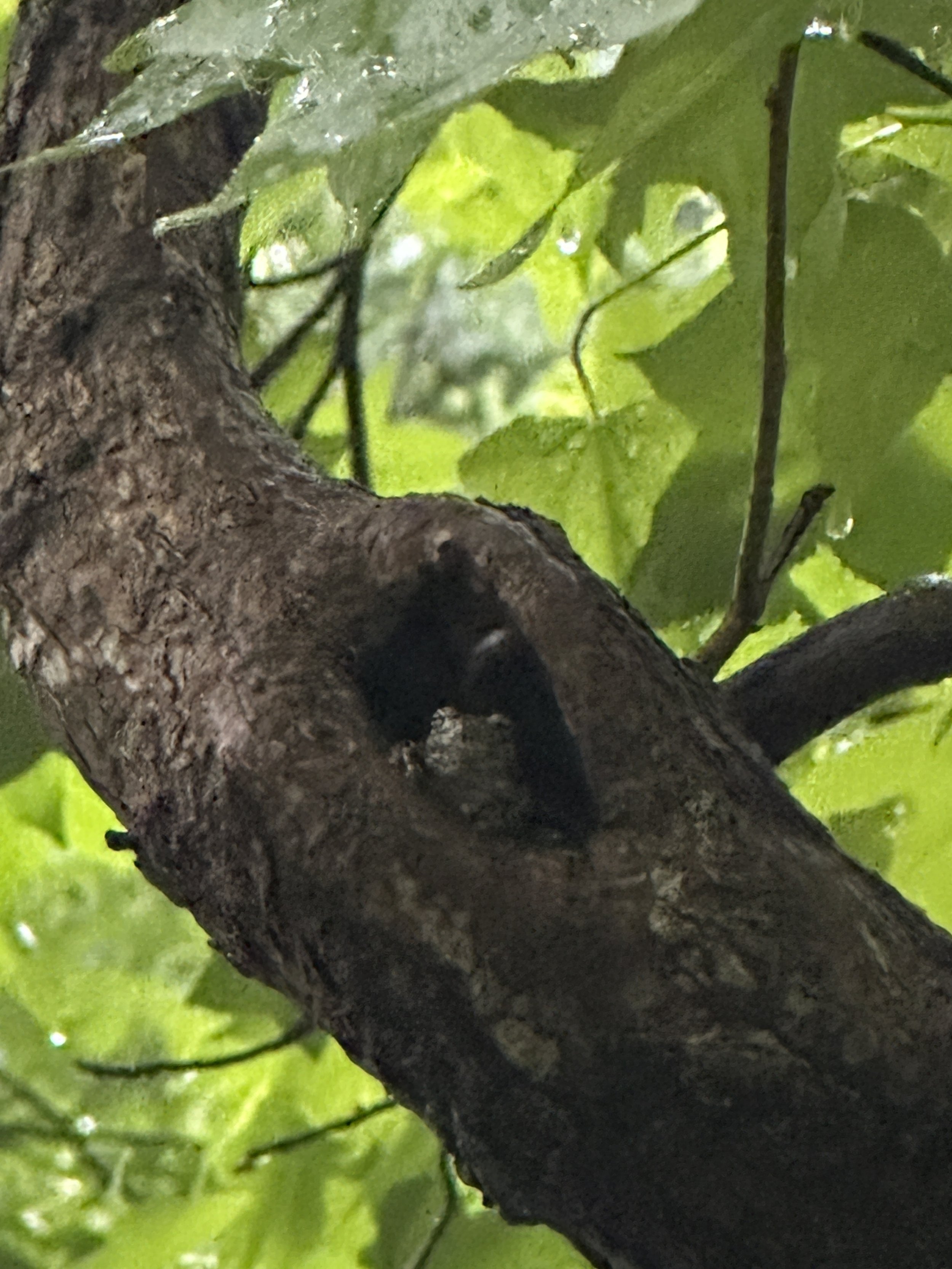 Close-up of a tree branch with green leaves in the background.