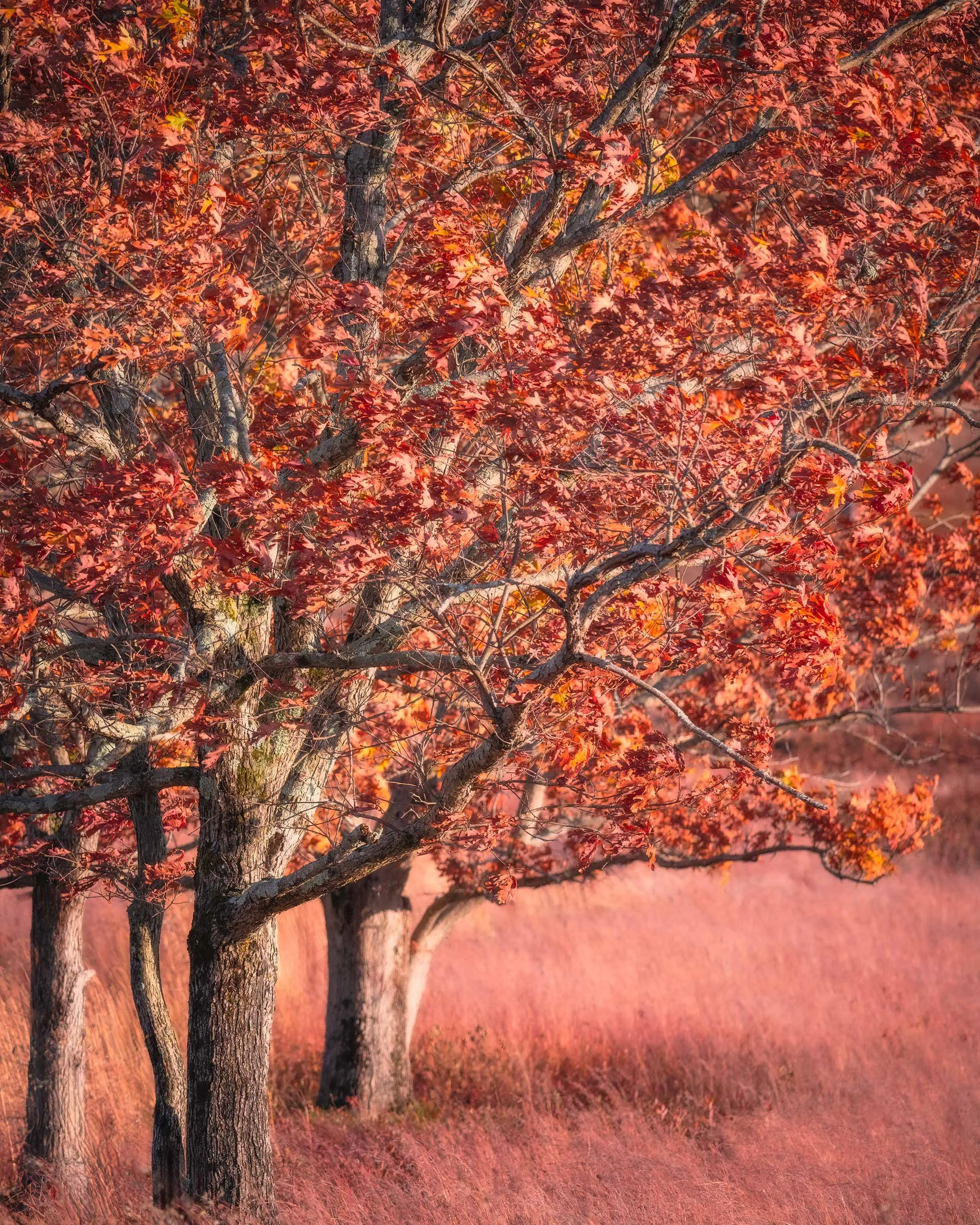 Fall in Shenandoah National Park. These trees are putting on a show with their deep reds and fiery oranges.    Autumn, Tree, Intimate Landscapes  