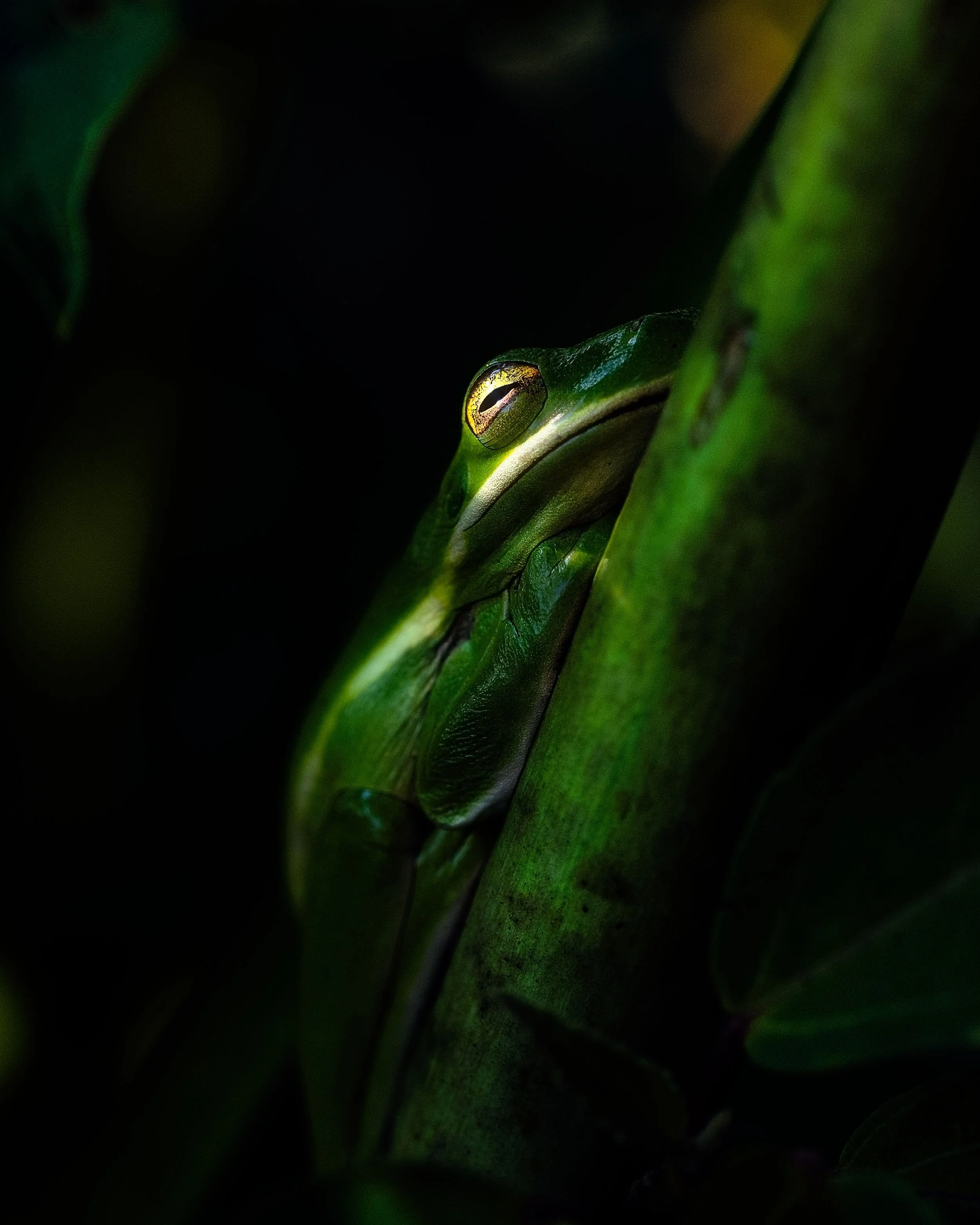 In this close-up photo, capture the natural camouflage of a tree frog, highlighting its vibrant green hue blending seamlessly with the lush surroundings.
  Wildlife  