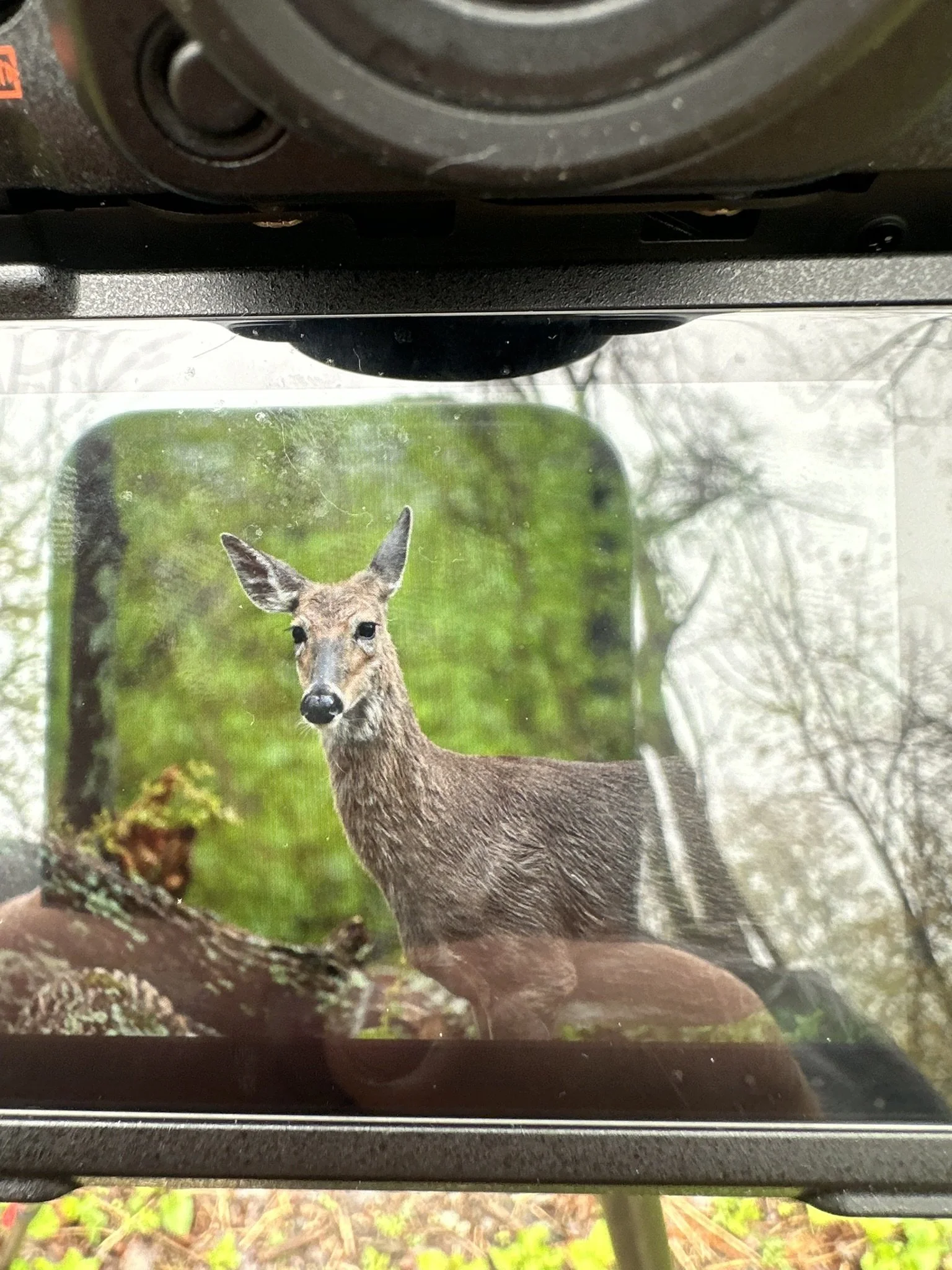 A photographic print of a young deer standing in a forested area, viewed through a glass window or screen, with a blurred background of trees and greenery.