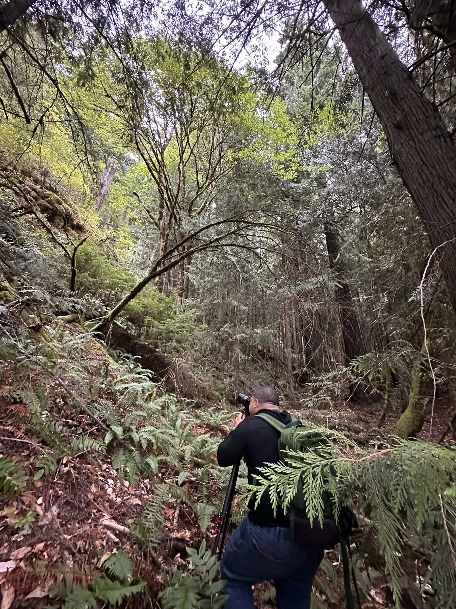 Man with a backpack using a camera with a tripod in a dense forest with tall trees and green foliage.