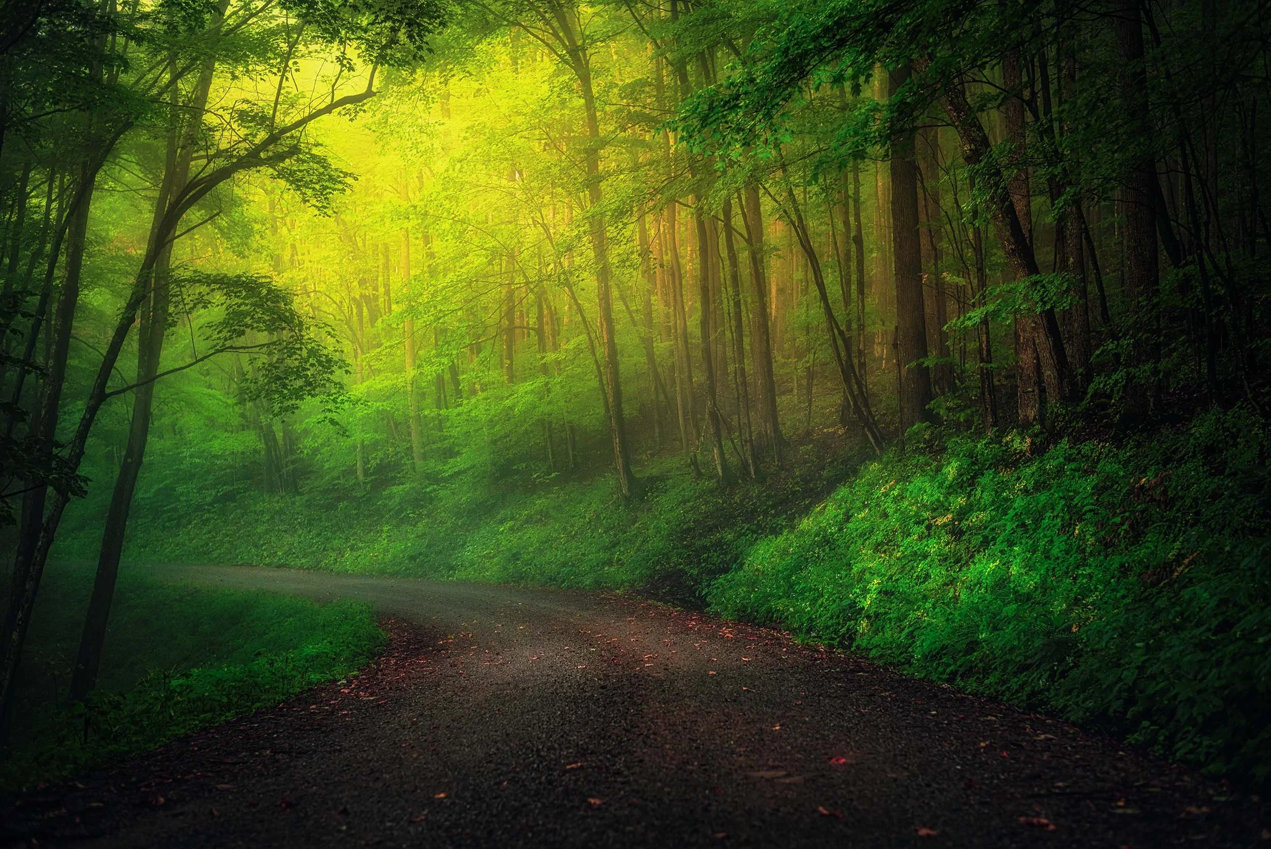  serene scene on a mid-foggy morning in Dolly Sods, West Virginia   Atmospheric, Intimate Landscapes, Light  