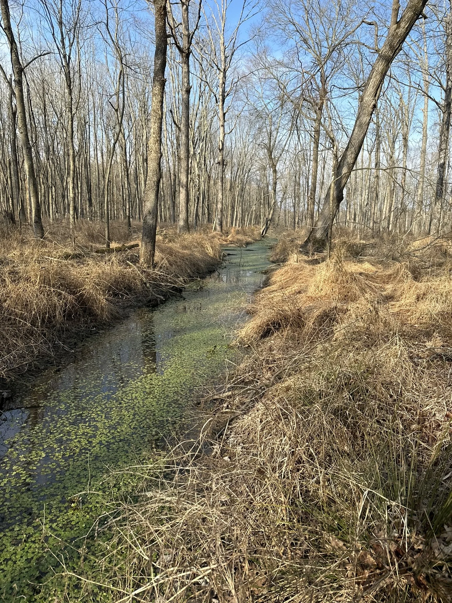A narrow stream flowing through a leafless forest with dry grass on the banks and bright blue sky overhead.