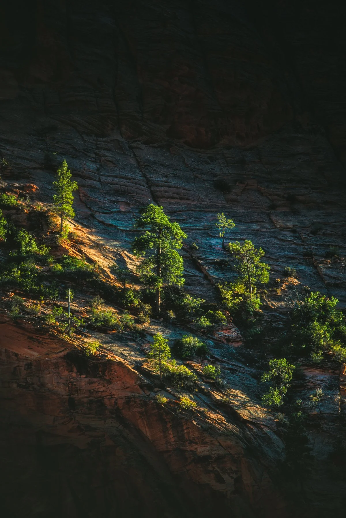 Zion National Park Cliff, Utah: Dramatic Landscape, Sunlit Trees, Natural Beauty
  Light, Intimate Landscapes  