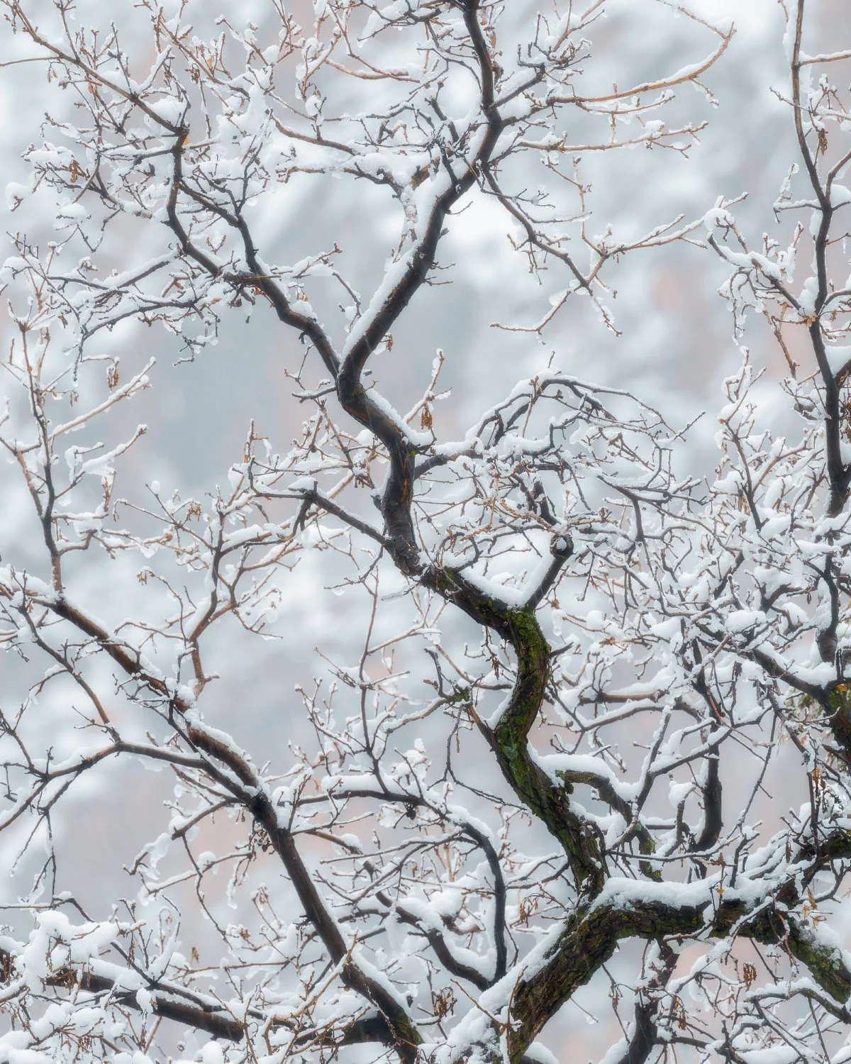 Close-Up of Cottonwood Branch in Zion National Park, Utah: Snow-Covered, Winter Scene, Intricate Details.
  Cold, Intimate Landscapes   