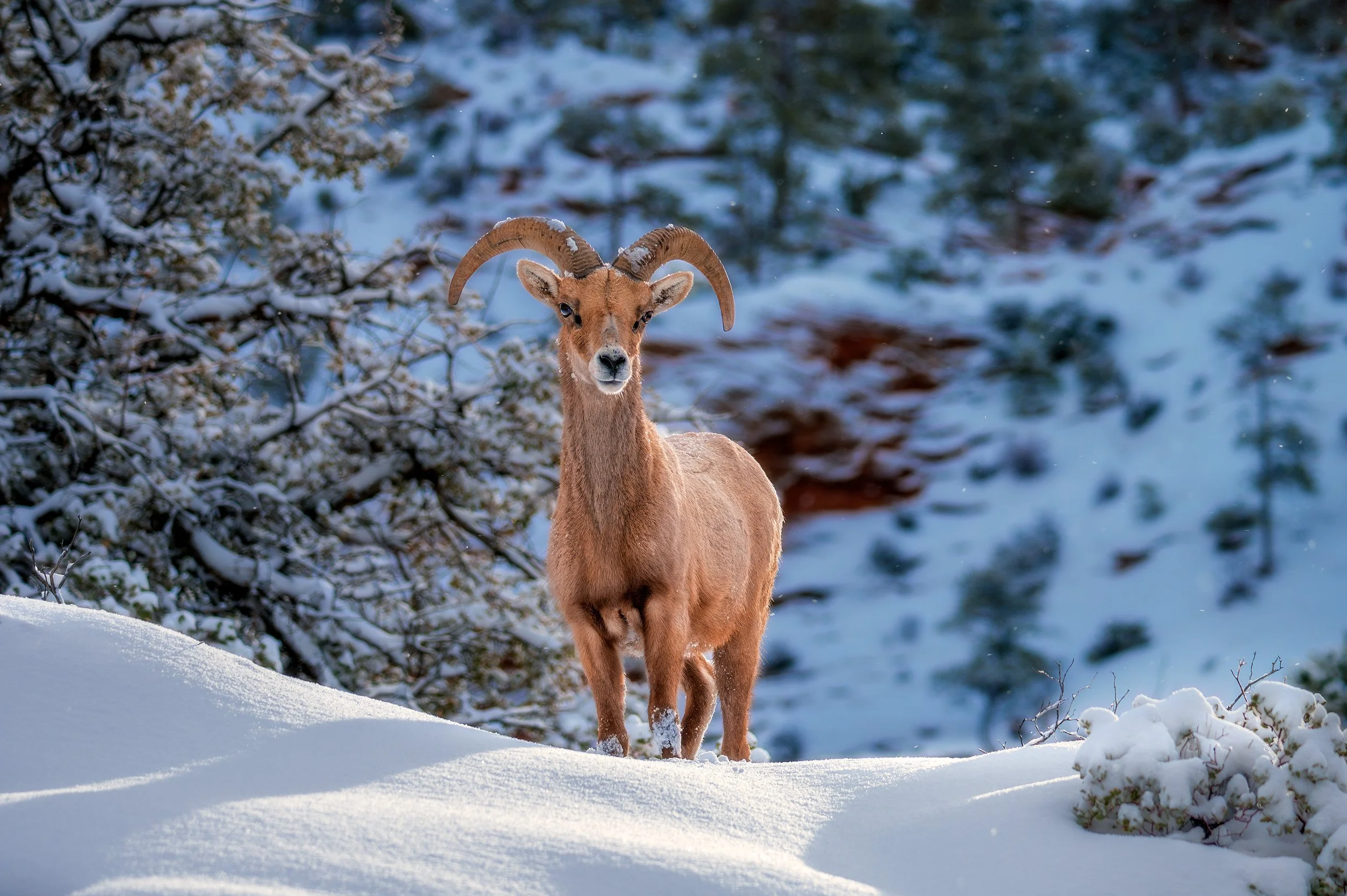 Majestic bighorn sheep In snowy Zion National Park, Utah
  Light, Wildlife, Cold  