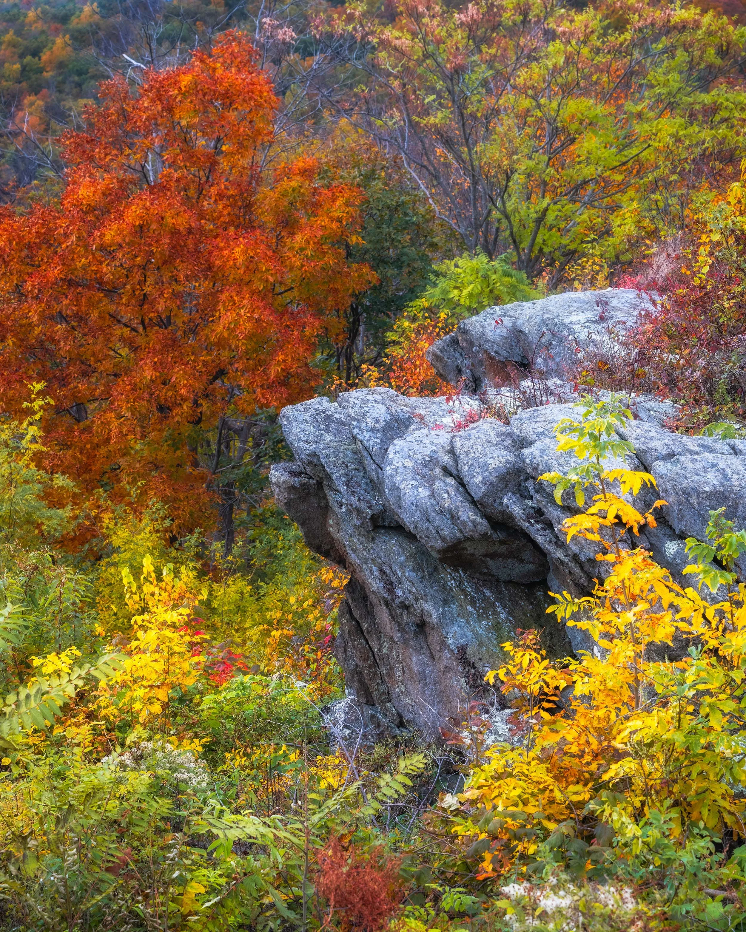 Shenandoah National Park, Virginia – Early October    Autumn, Intimate Landscapes  