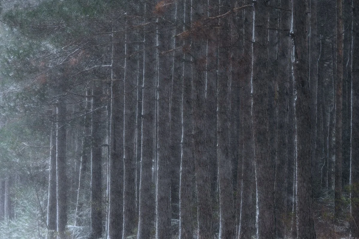 Evergreen Trees with Snow in Dolly Sods, West Virginia: Winter Landscape, Scenic Forest, Natural Beauty.
  Cold, Tree, Atmospheric  