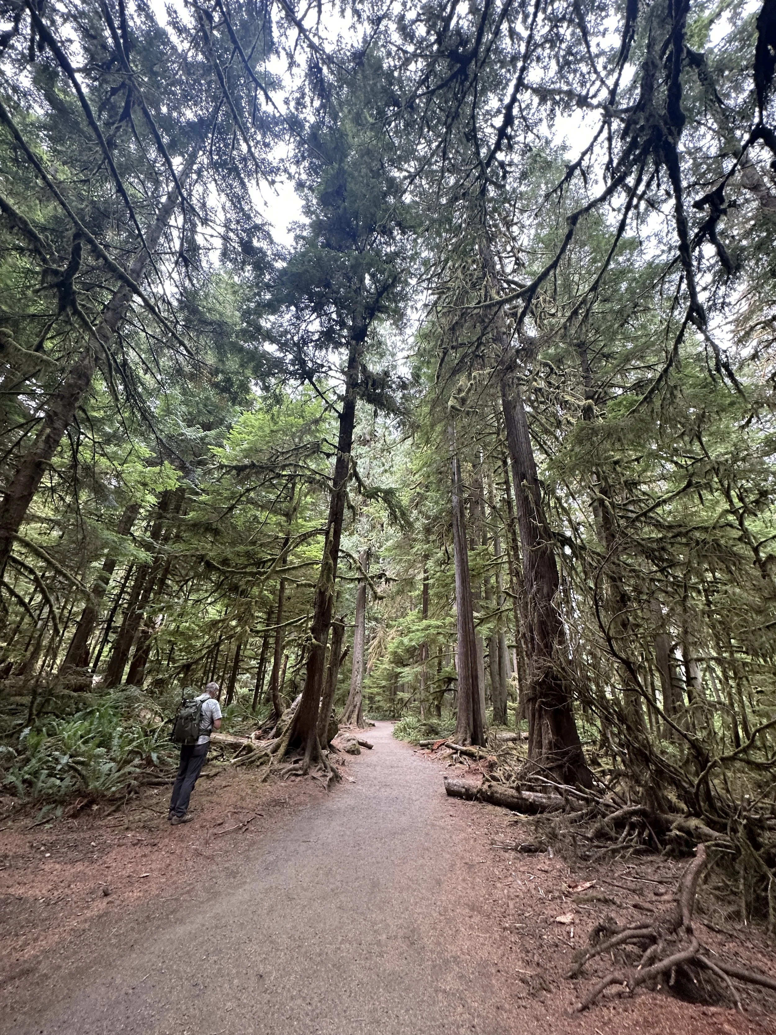 A person with a backpack walking along a dirt trail through a dense forest of tall trees with hanging moss and thick foliage.