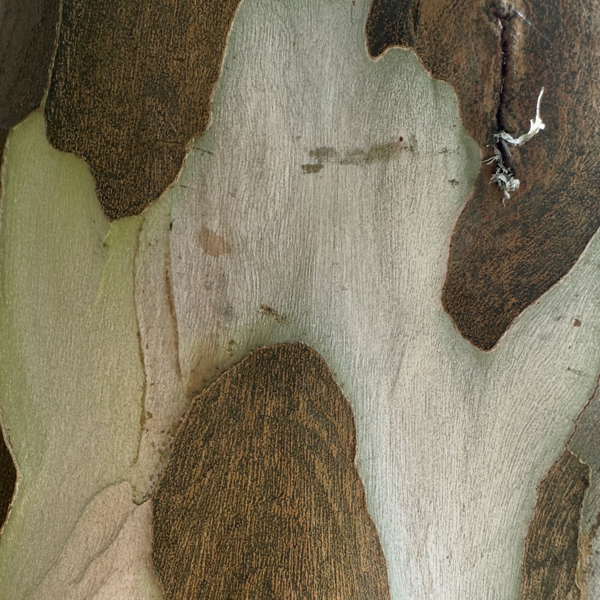 Close-up of a plant or tree bark with various textures and colors, including brown, green, and beige.