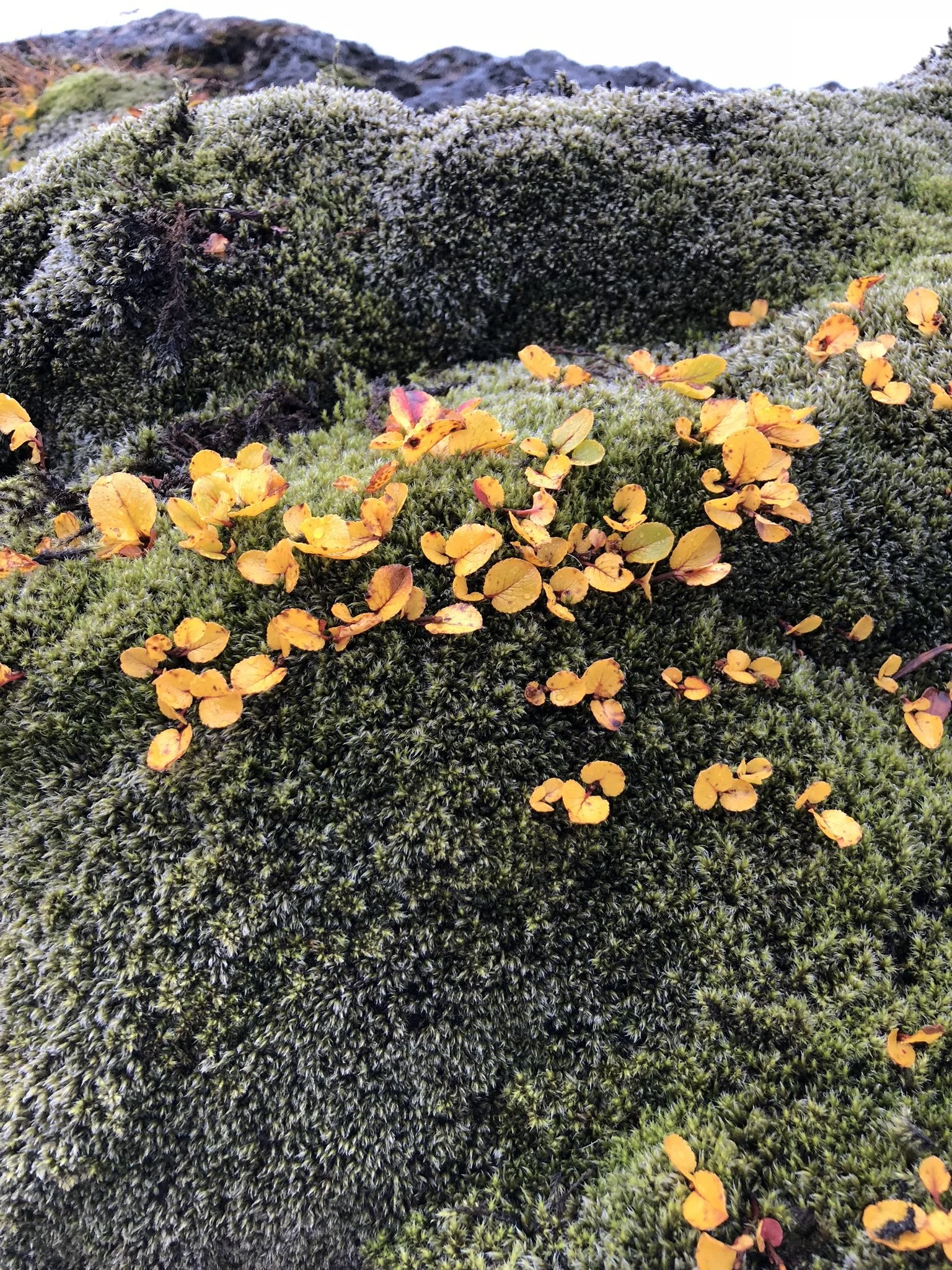 Close-up of green moss with small orange and yellow leaves scattered on top.