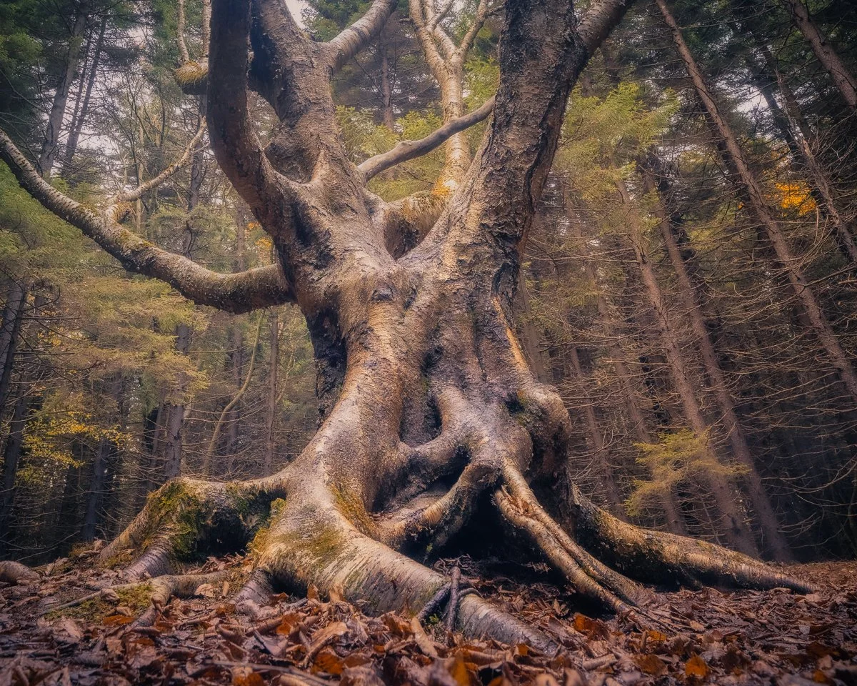 Gnarly Yellow Birch Tree in Dolly Sods, West Virginia: Unique Tree Formations, Scenic Forest, Natural Beauty.
  Tree, Intimate Landscapes, Autumn  