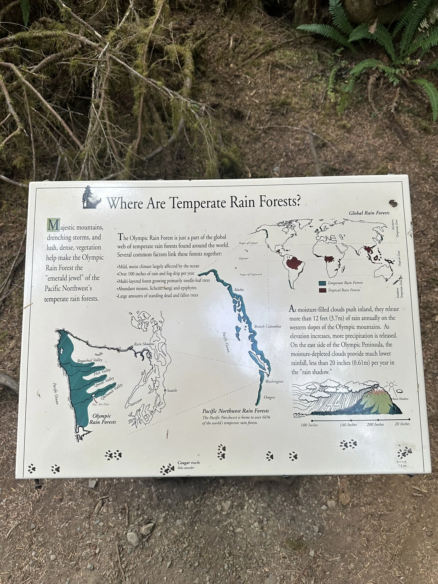 Informational sign about temperate rain forests with maps of Pacific Northwest and global rain forests, and illustrations of mountain and rainforest scenery.