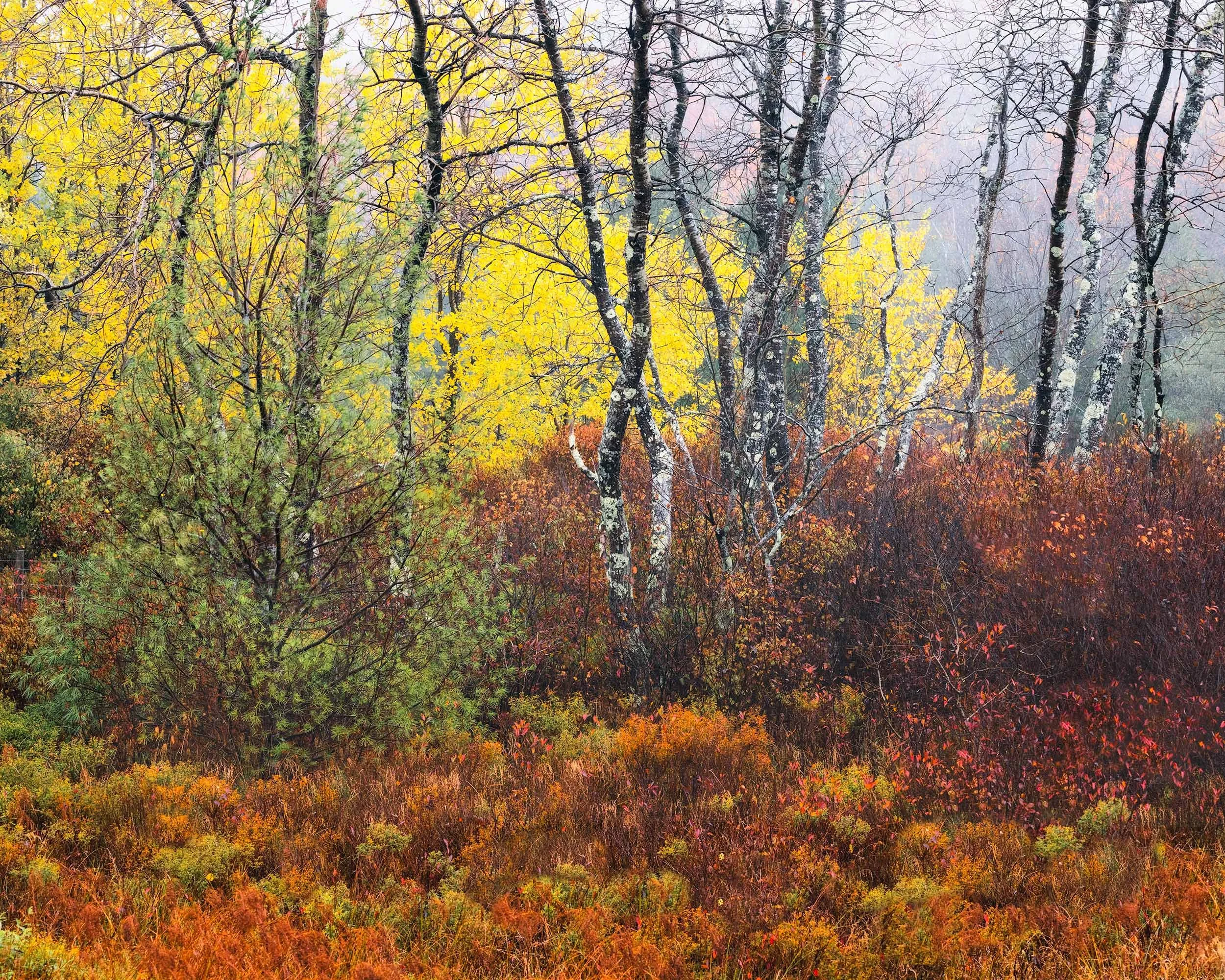 The magic of West Virginia's fall forests on a gloomy day.   Autumn, Atmospheric, Tree  