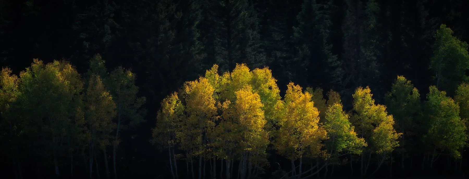 Panoramic View of the North Rim, Grand Canyon: Vibrant Fall Foliage, Scenic Landscape, Majestic Beauty.
  Panoramic, Light, Autumn,  