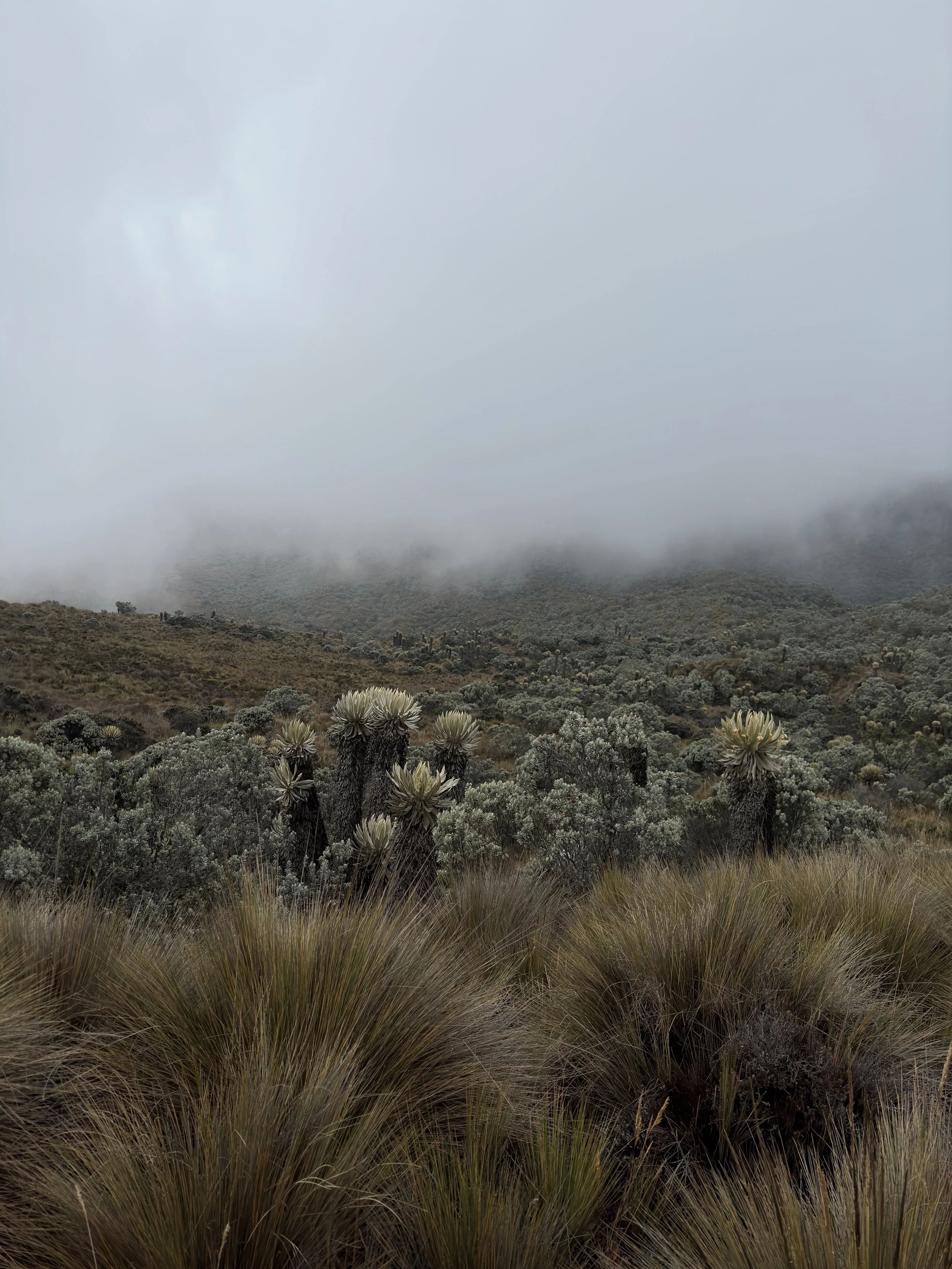 Cloudy mountain landscape with dense, low-hanging fog and various desert shrubs and plants, including tall cacti and grasses.